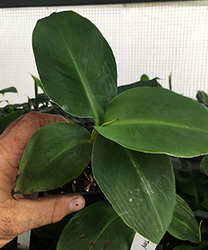 Musa 'Truly Tiny' Super Dwarf Banana Plant - Live Indoor Fruit Tree for Small Spaces - Perfect for Patios, Balconies & Container Gardening