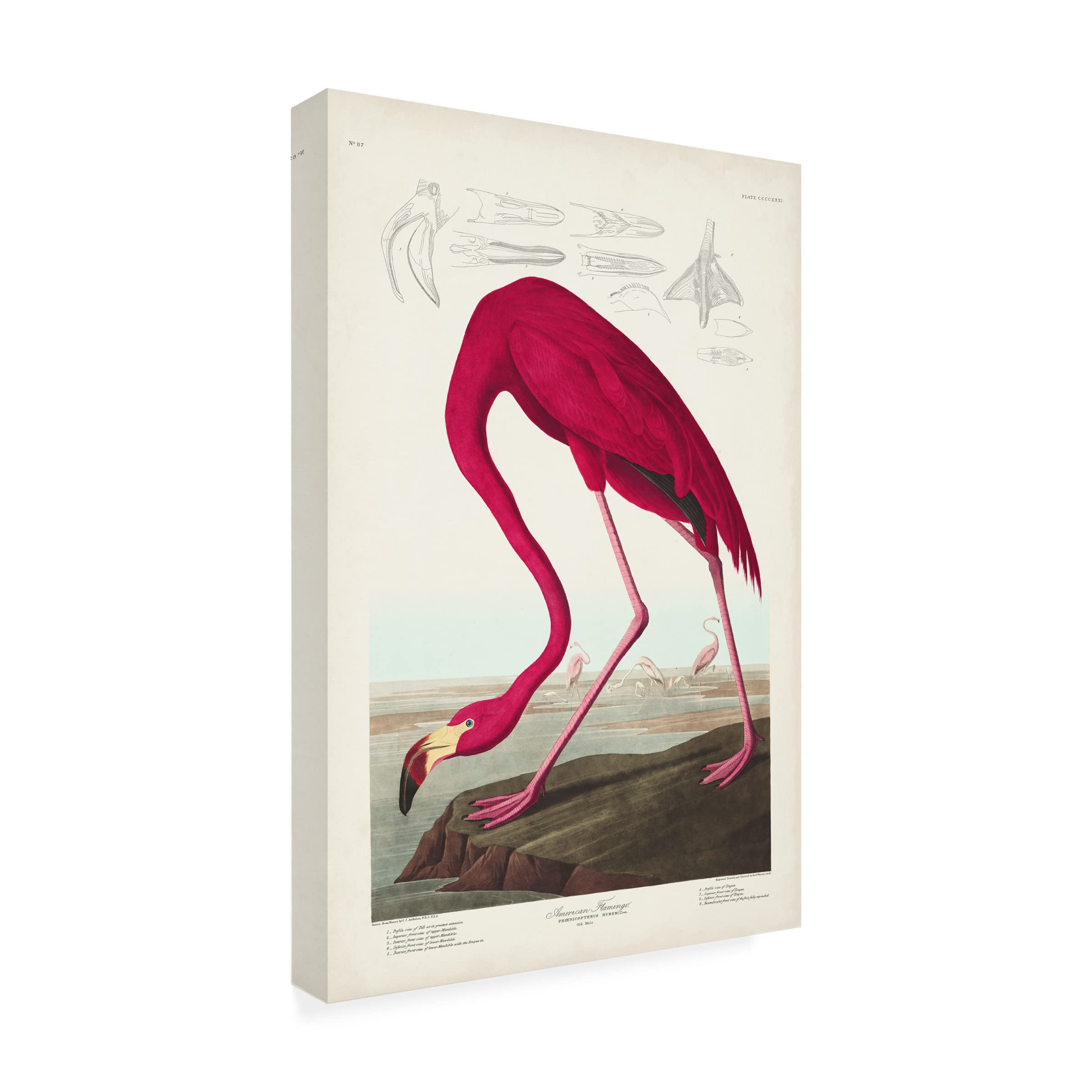Trademark Fine Art 'American Flamingo' Canvas Wall Art Print by John James Audubon - 30x47 Inches - Tropical Home Decor, Living Room & Office Wall Art