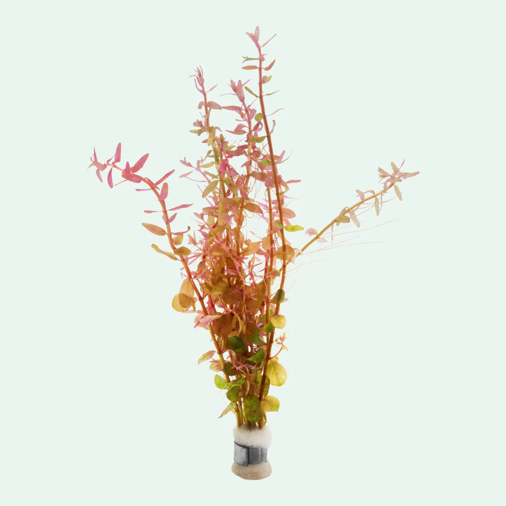 Buy Beanstalk Live Plant (Rotala Rotundifolia) - Fresh Aquatic Plants for Aquarium & Fish Tank Decoration | Perfect for Home & Office Aquascaping