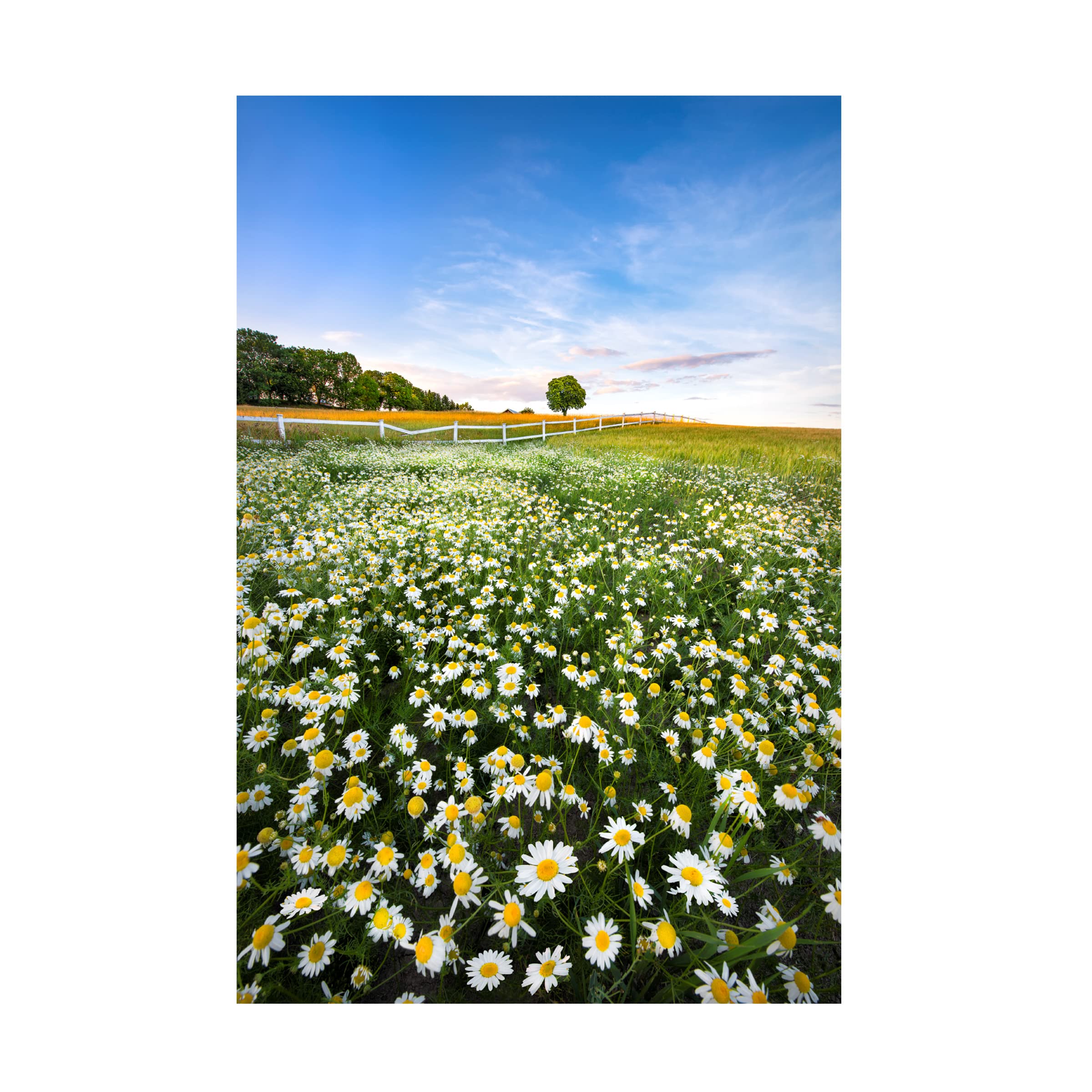 Christian Lindsten 'Daisy Field In Sweden' Canvas Wall Art Print - Scandinavian Home Decor for Living Room, Bedroom & Office