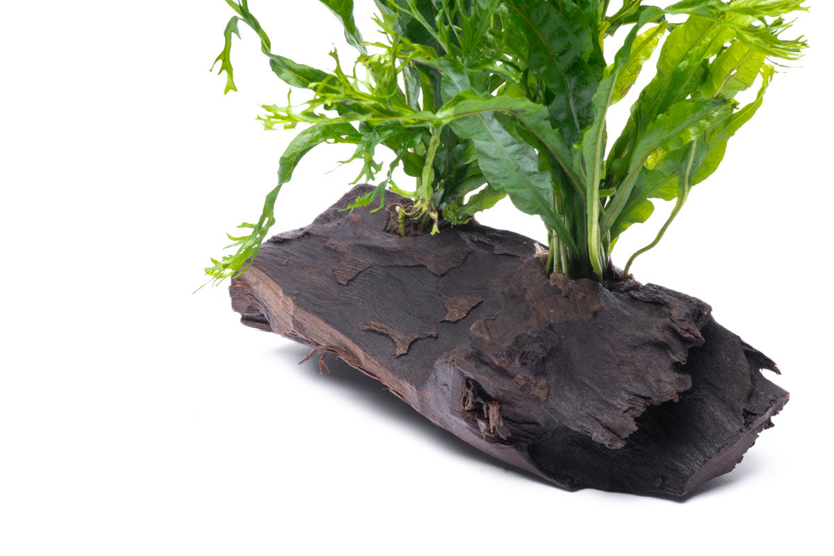 Microsorum Pteropus Windelov Java Fern on Driftwood - Perfect for Aquascaping & Tropical Fish Tanks