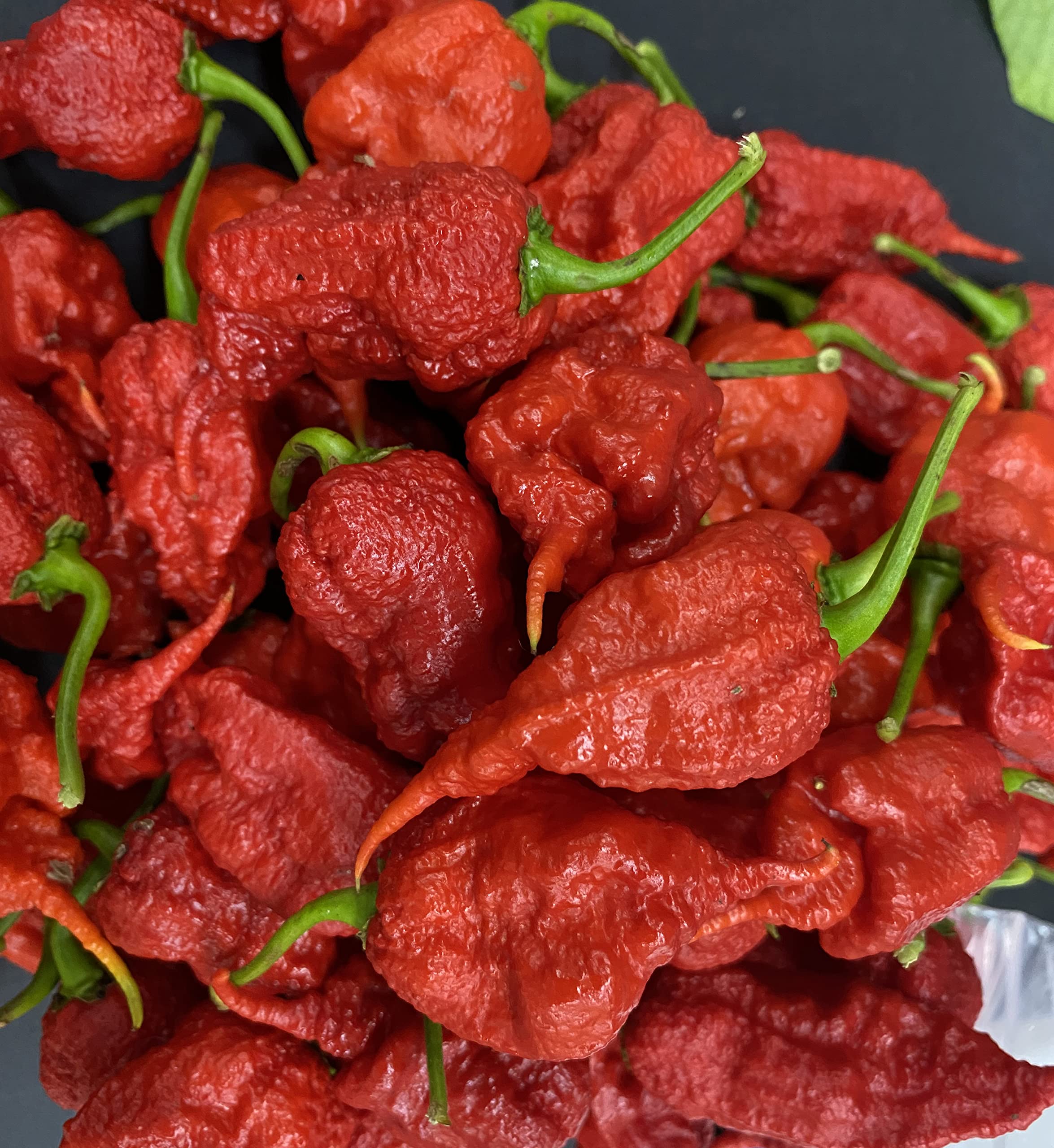 Primotalii Chile Pepper Seeds - Premium Super Hot Planting Seeds, Possibly World's Hottest Pepper | Perfect for Home Gardening, Hot Sauce Making & Spicy Food Lovers