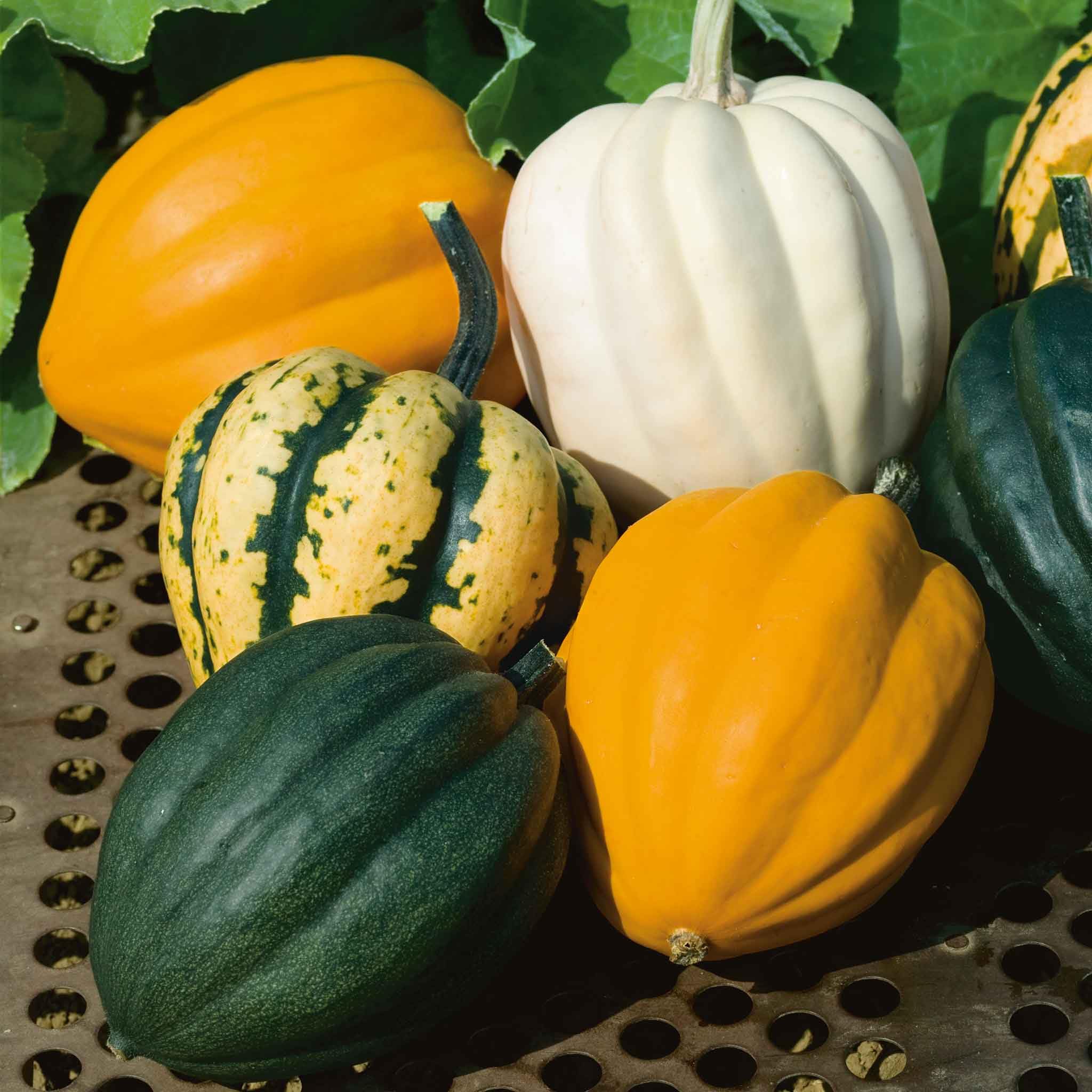 Eden Brothers Non-GMO Winter Squash Seeds - Autumn Acorn Blend for Planting, 1 oz | Low-Maintenance Vegetable Seeds for Warm Season Planting in Zones 3-10 | Perfect for Home Gardens, Fall Harvest & Organic Farming