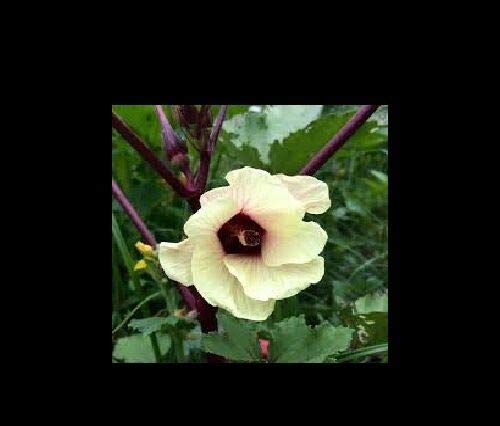 Organic Red Burgundy Okra Seeds (50 Count) - Non-GMO Heirloom Vegetable Seeds for Planting, Rare Delicious Okra with Beautiful Color | Perfect for Home Garden, Farm, and Culinary Use