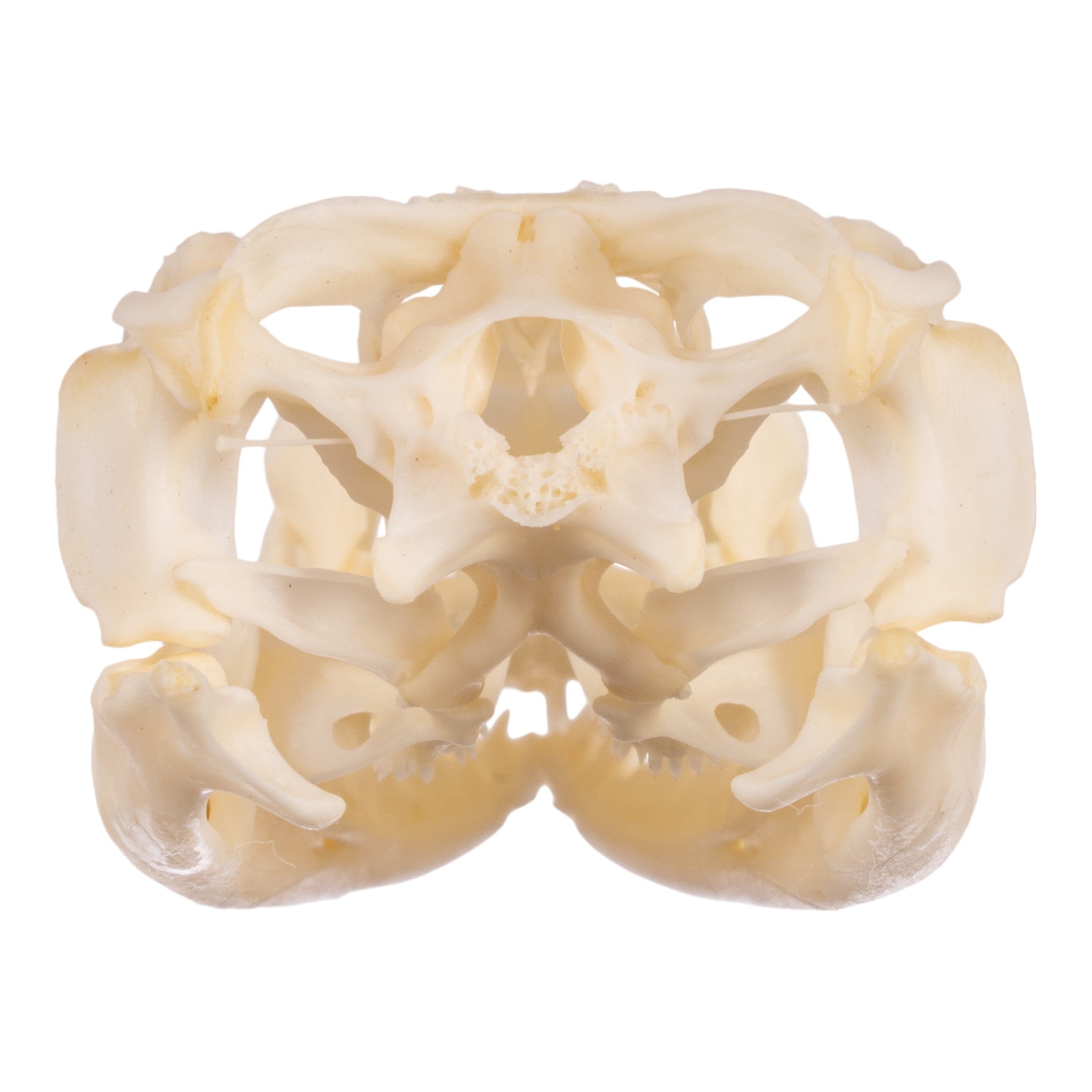 Authentic Spiny-Tailed Iguana Skull Specimen - Perfect for Science Classrooms, Oddity Collections & Gothic Decor