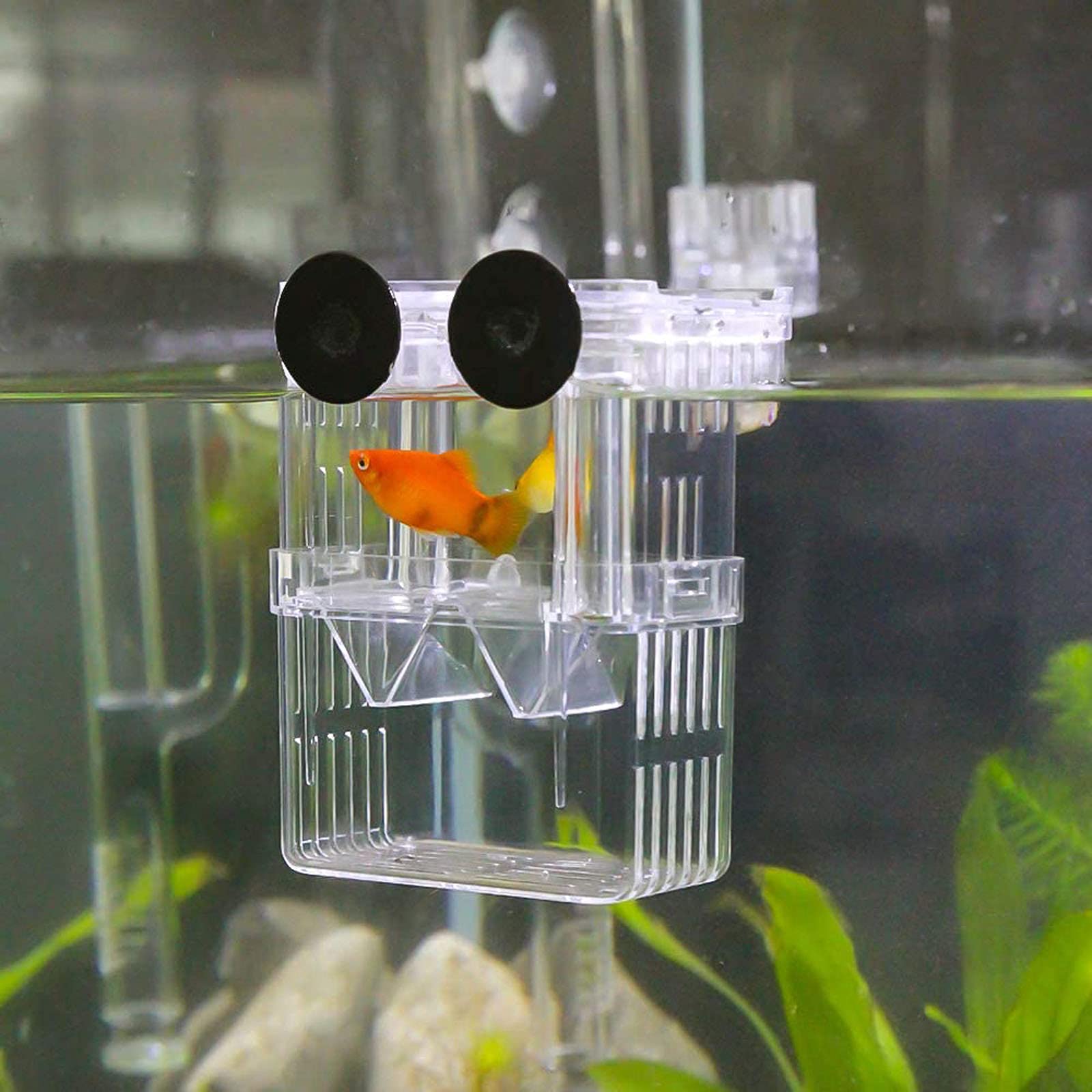Plastic Aquarium Fish Breeder Box - Isolation Breeding & Hatching Incubator for Baby Fish, Shrimp, Clownfish, Guppy (Small) | Perfect for Home Aquariums, Fish Farms & Breeding Tanks