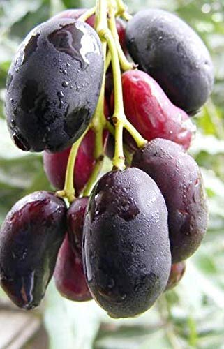 SelfLine Black Hybrid Jamun Tree Plant - Healthy Live Java Plum (Syzygium Cumini) for Home Garden - Perfect for Landscaping, Fruit Production & Shade