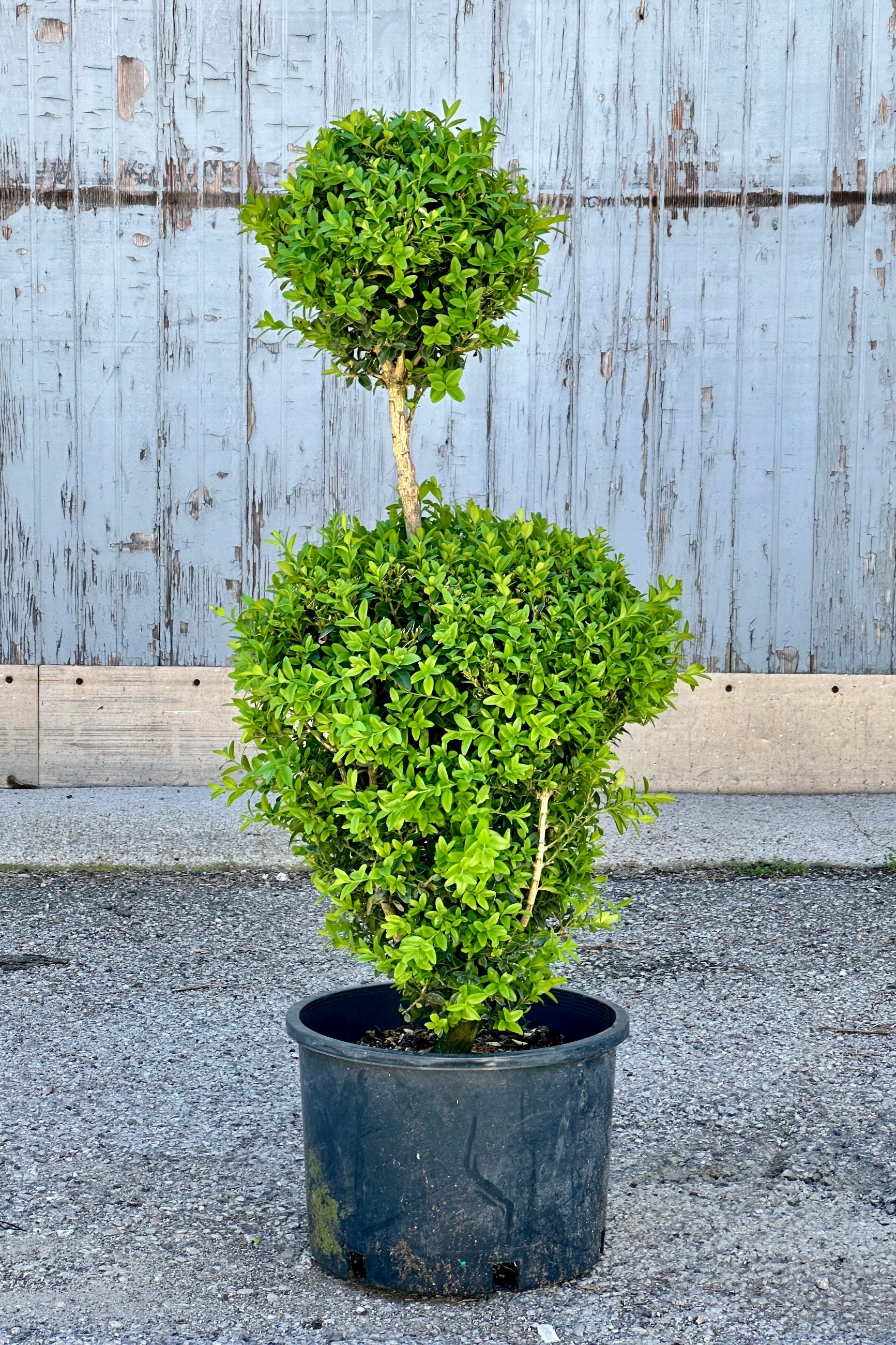 Buxus Sempervirens Topiary - Two Ball Poodle Shape | Perfect for Garden Decor & Landscaping | Indoor/Outdoor Home & Office Plant Decor