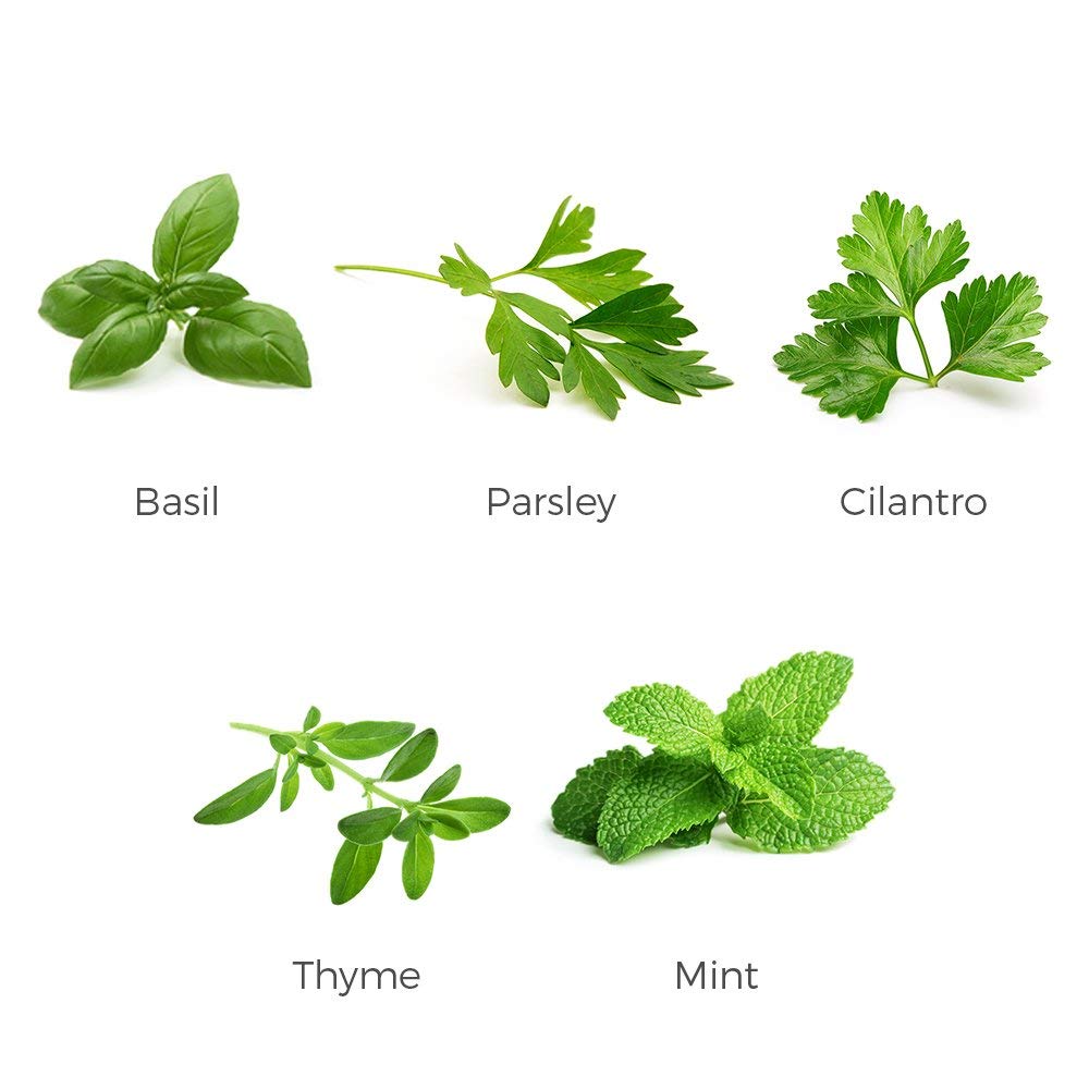 Organic Herb Garden Seeds Collection - 5 Culinary Herb Seeds Pack: Basil, Mint, Parsley, Cilantro & Thyme | Non-GMO Heirloom Seeds for Planting | Perfect for Kitchen Gardens, Indoor Herb Planters & Homegrown Seasonings