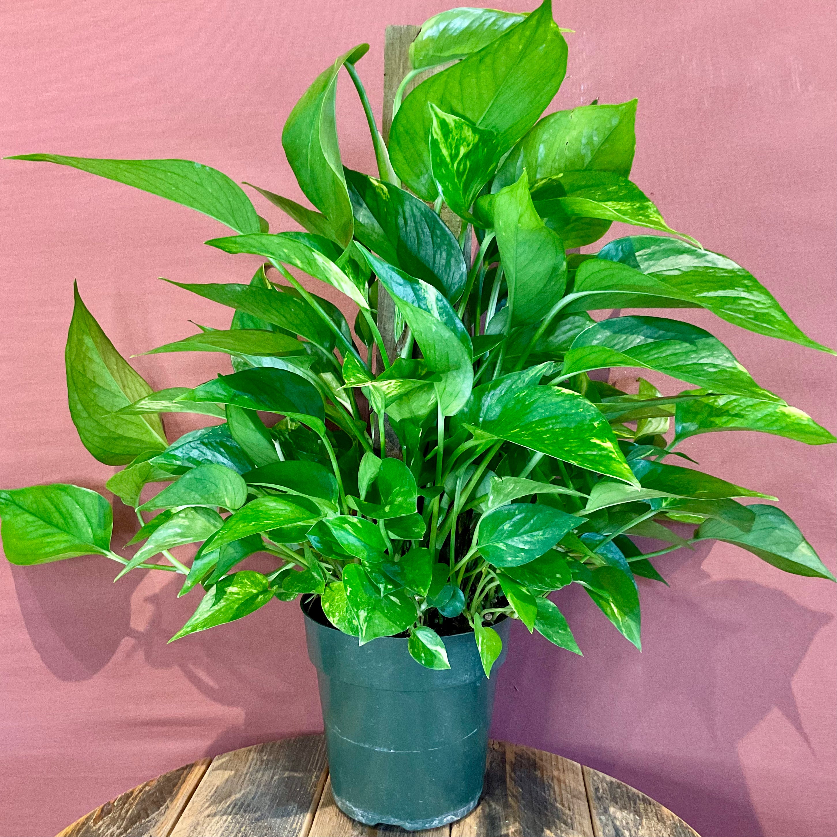 Golden Pothos Moss Pole for Climbing Plants - Medium Size with Coconut Coir - Perfect for Indoor Houseplant Support and Vertical Gardening