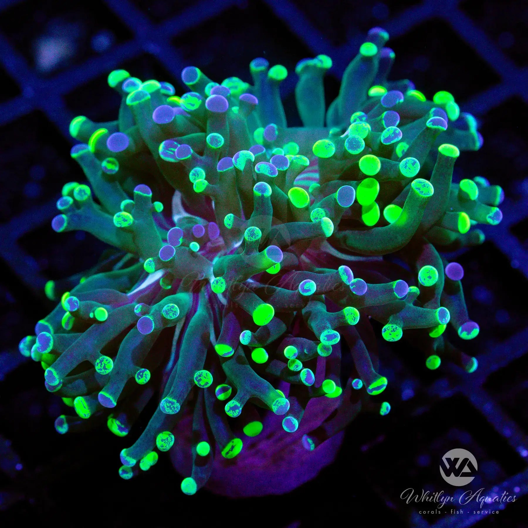 Neon Splatter Hammer - Durable & Lightweight Splatter Paint Hammer for DIY Art Projects, Home Decor & Wall Painting - Perfect for Artists, Crafters & DIY Enthusiasts