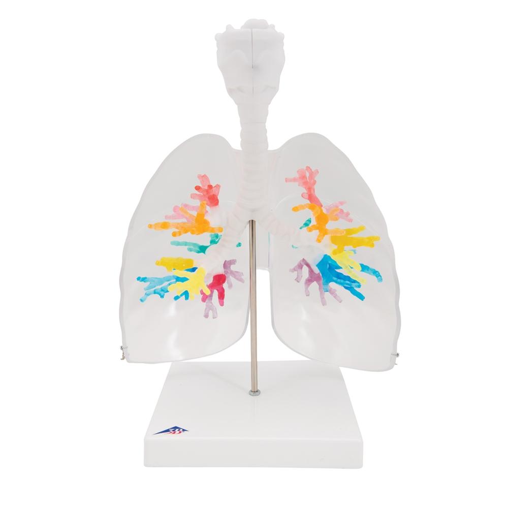 CT Bronchial Tree with Larynx & Transparent Lungs Model - Human Respiratory System Anatomy Model for Medical Students, Doctors & Educators - Perfect for Classroom Demonstrations & Medical Training