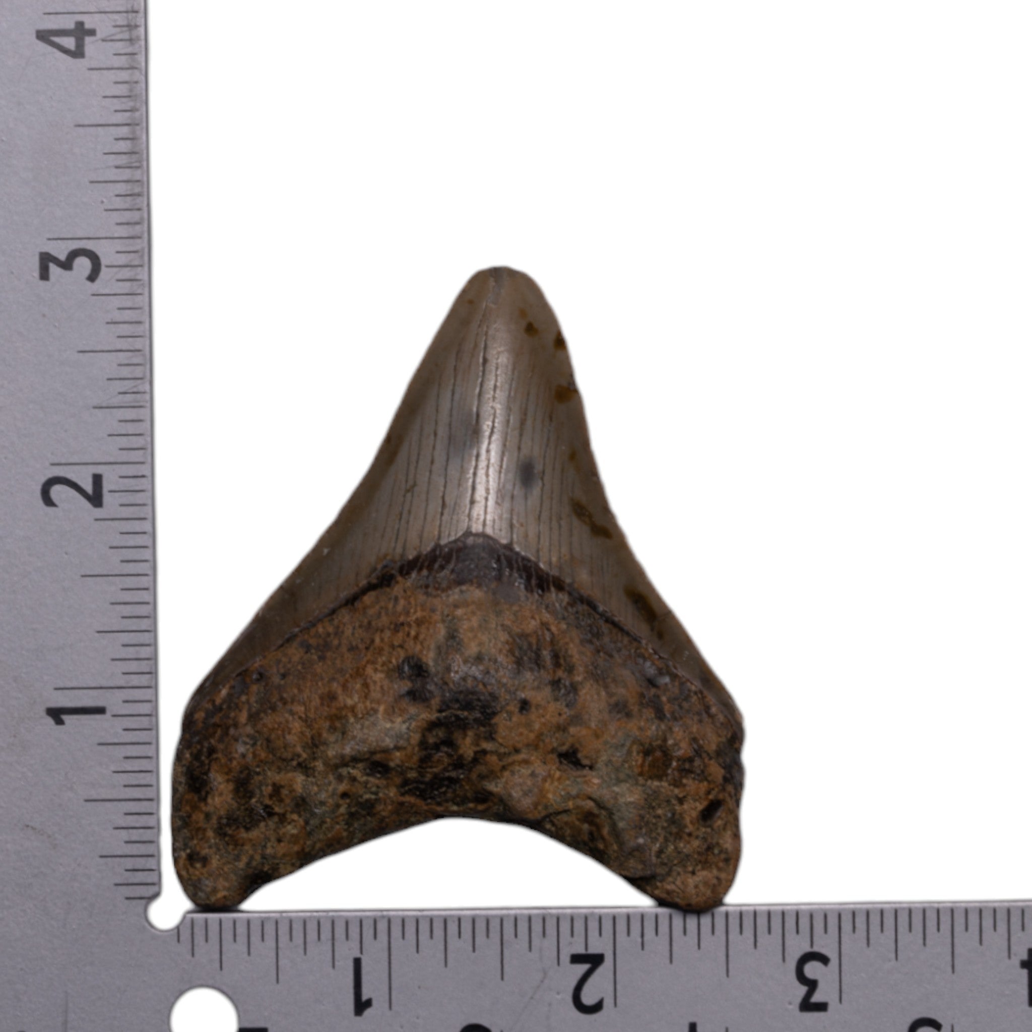 Authentic Megalodon Shark Tooth Fossil - Rare Collectible Prehistoric Relic for Display, Education & Gift Giving