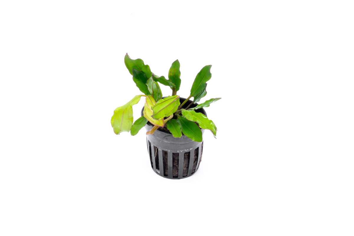 Echinodorus Green Chameleon Live Aquarium Plant - Freshwater Aquatic Plants for Fish Tanks, Ponds & Aquascaping | Perfect for Beginners & Aquarium Enthusiasts