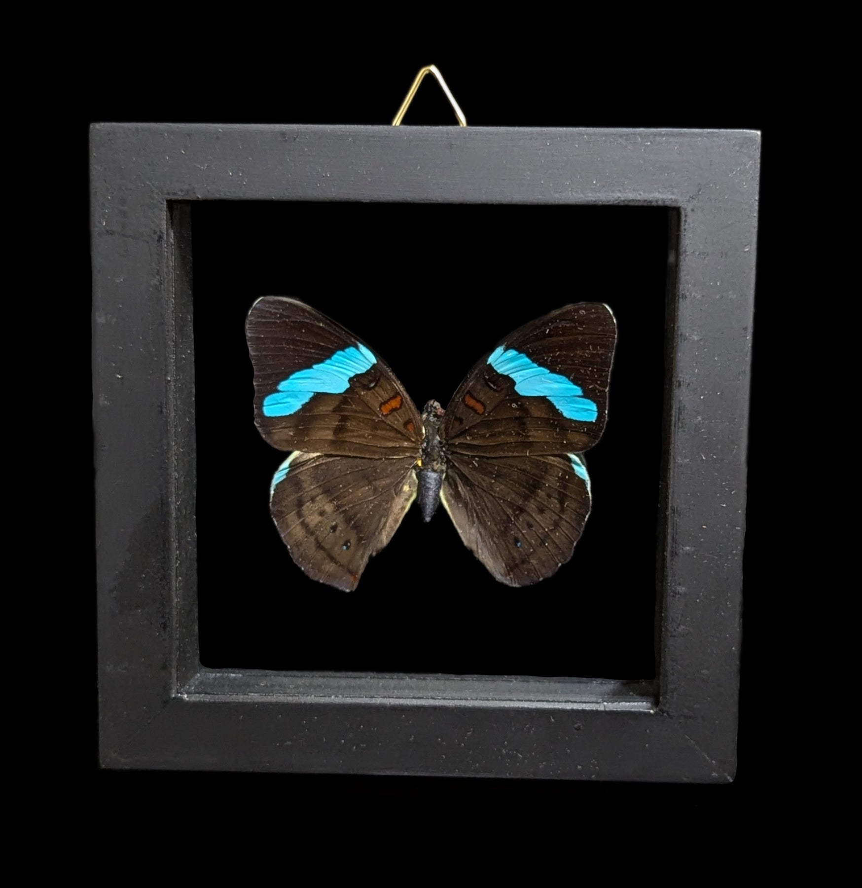 Double Glass Framed Butterfly Collection - Real Butterfly Specimens for Home Decor, Wall Art & Nature Lovers