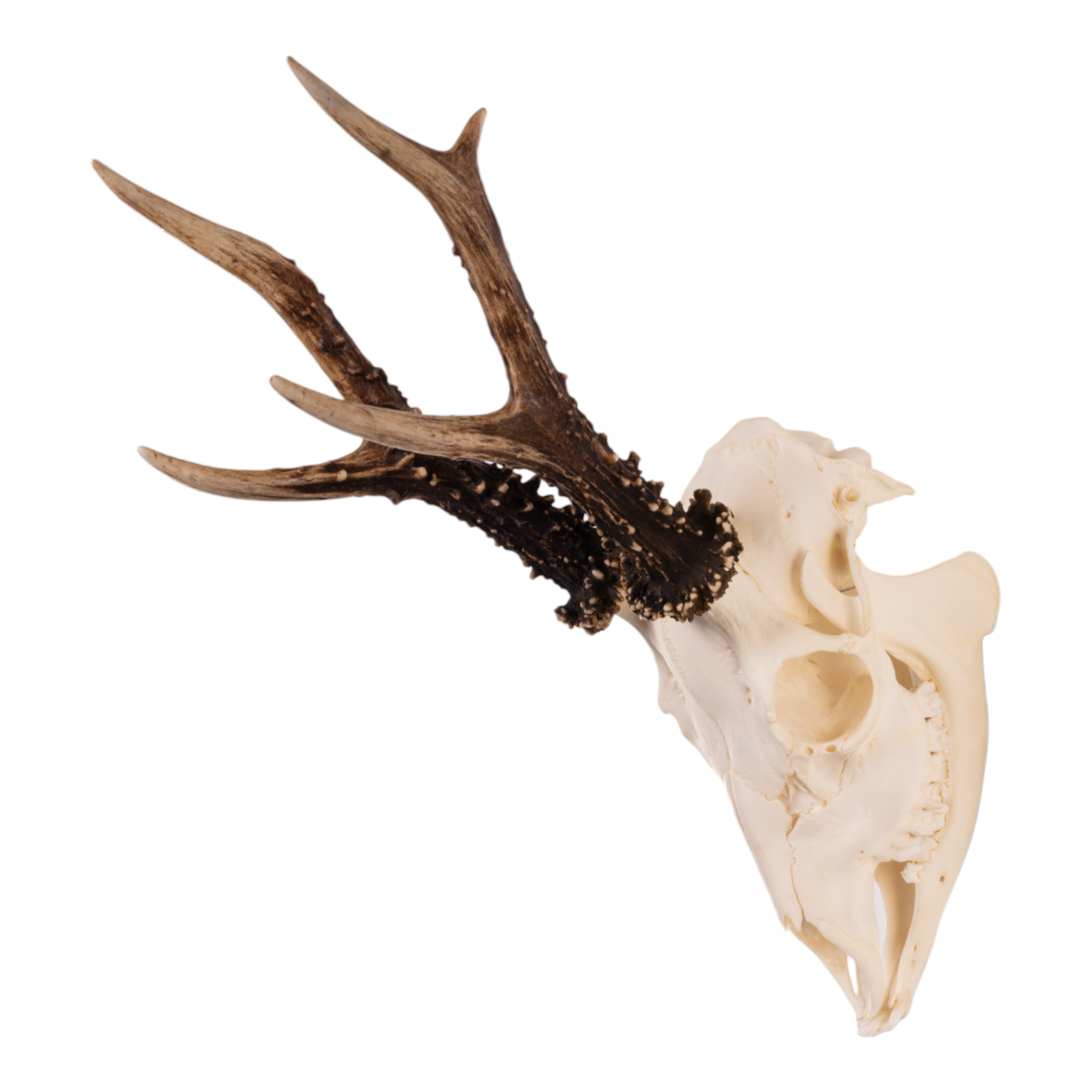 Real Roe Deer Skull with Mandible - European Mount Taxidermy for Home Decor, Hunting Trophy & Gothic Display | Perfect for Cabin, Man Cave & Halloween Decorations