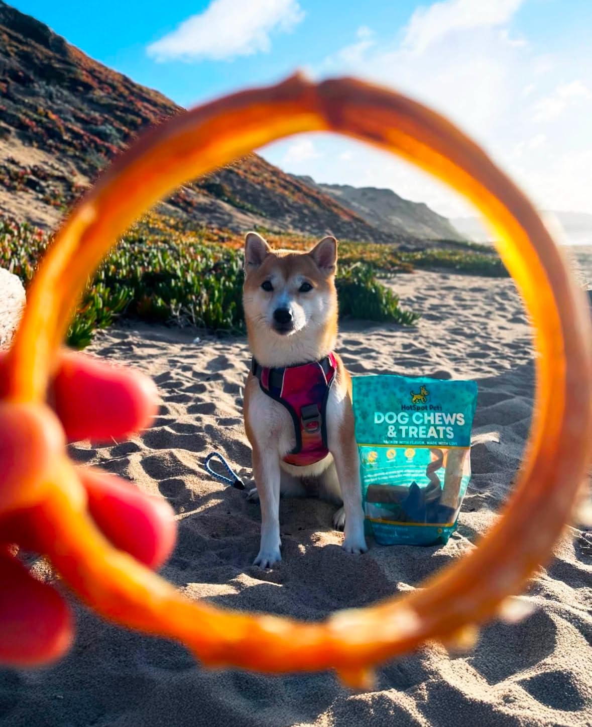 Premium Bully Stick Rings for Dogs - 20 Pack All-Natural Beef Pizzle Dog Chew Treats (4 Inch) - Grain Free, Digestible Rawhide Alternative - Thick Twisted Chew Circles for Aggressive Chewers - Perfect for Training Rewards & Dental Health
