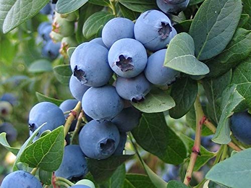 Organic Northcountry Blueberry Starter Plants (Pack of 2) - Sweet, Hardy & Fast-Growing Blueberry Bushes for Home Gardens, Patios & Landscaping