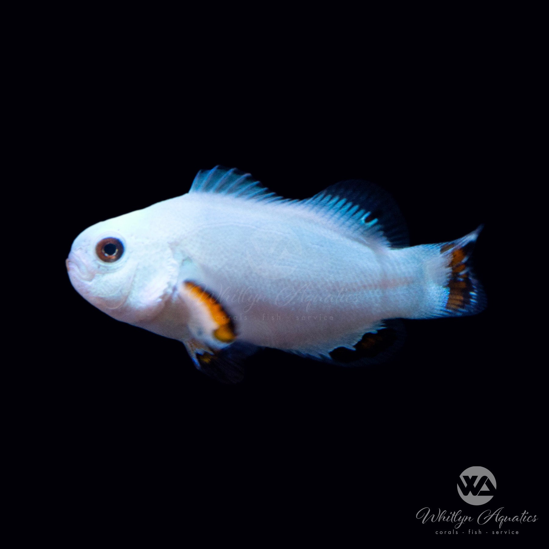Premium Ice Storm Clownfish (Amphiprion Ocellaris) - Vibrant Saltwater Aquarium Fish for Reef Tanks & Marine Displays