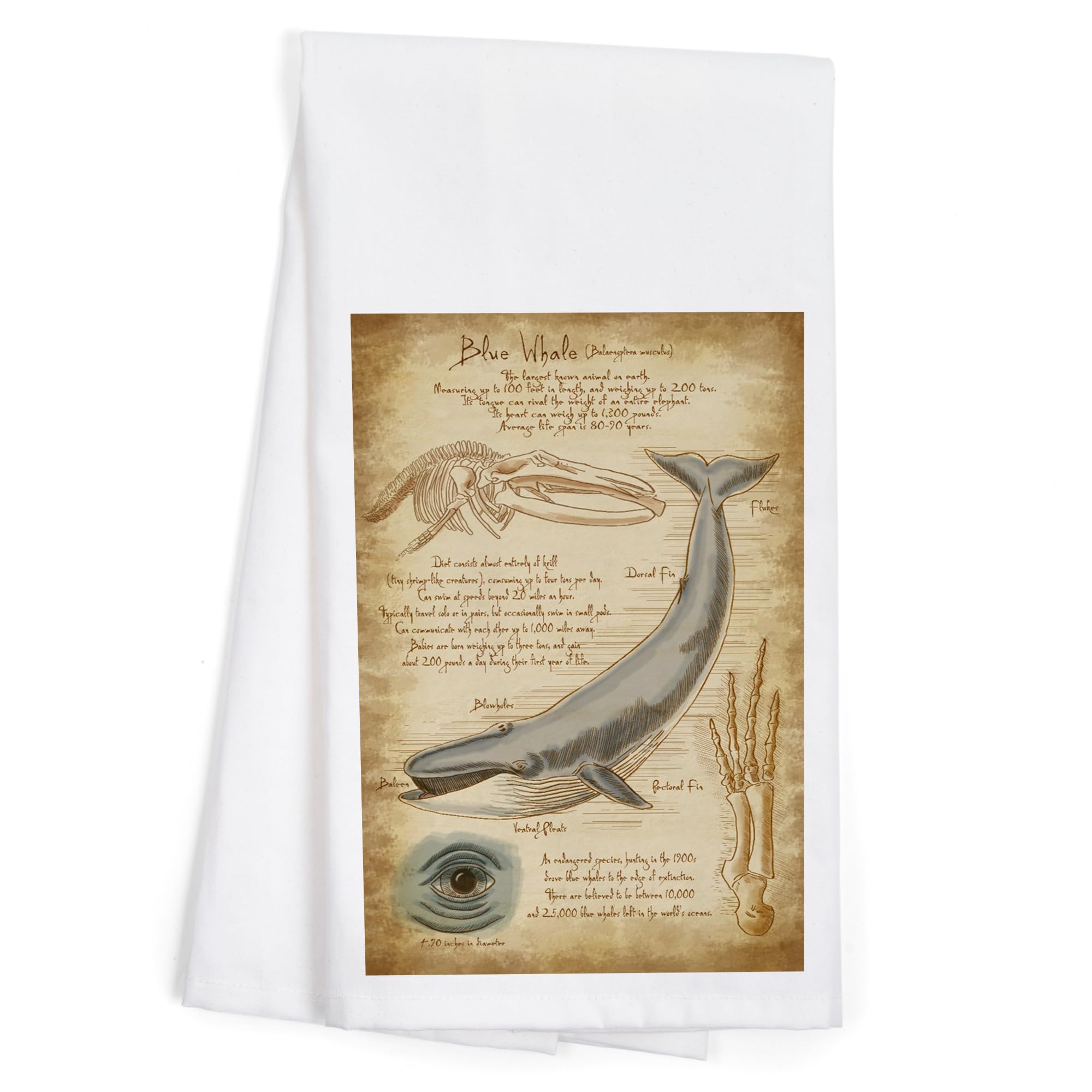 Lantern Press Blue Whale & Da Vinci 100% Cotton Tea Towel - Decorative Hand Towel for Kitchen, Bathroom & Home Decor - Perfect for Dish Drying, Gift Giving & Coastal Themed Decor