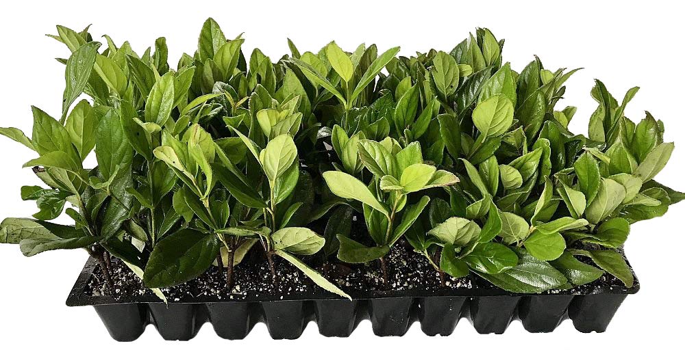 Viburnum Suspensum - 30 Live Evergreen Plants for Privacy Hedge - Perfect for Landscaping, Garden Borders & Outdoor Screening