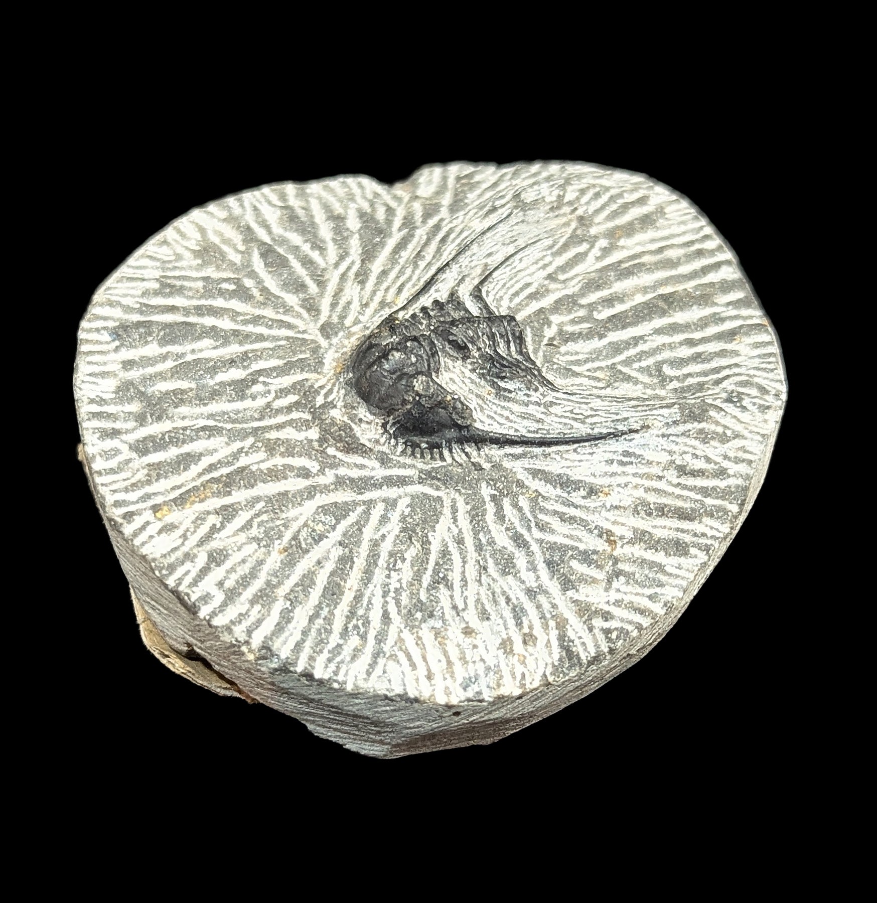 Authentic Fossil Trilobite Kettneraspis in Natural Matrix - Rare Paleozoic Era Specimen for Collectors, Education & Home Decor