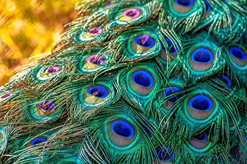 1000 Piece Jigsaw Puzzle for Adults - Peacock Feather Design, Educational Brain Teaser & Stress Relief Toy, Fun Family Game for Parties, Gifts & Home Decor