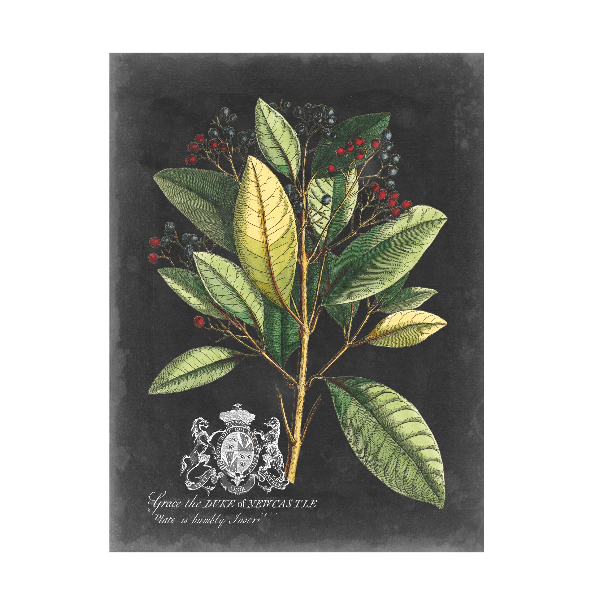 Trademark Fine Art 'Royal Foliage IV' Canvas Wall Art Print by Vision Studio - Perfect for Living Room, Bedroom & Office Decor