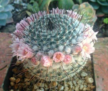 Buy Mammillaria riteriana Cactus Plant - Live Succulent in 3.5 Inch Pot for Home & Office Decor - Perfect for Windowsills, Desks, and Gift Giving
