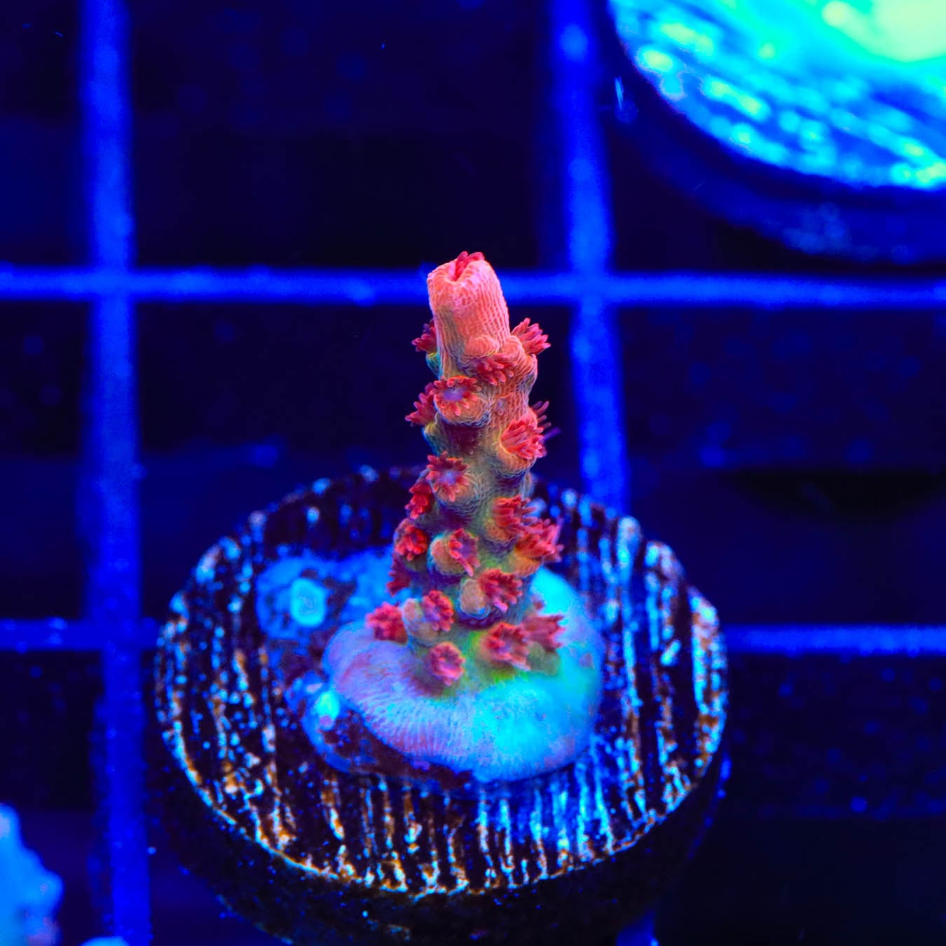 Premium CB Maleficent Acropora Coral for Saltwater Aquariums - Vibrant Purple SPS Coral for Reef Tanks & Marine Aquascaping