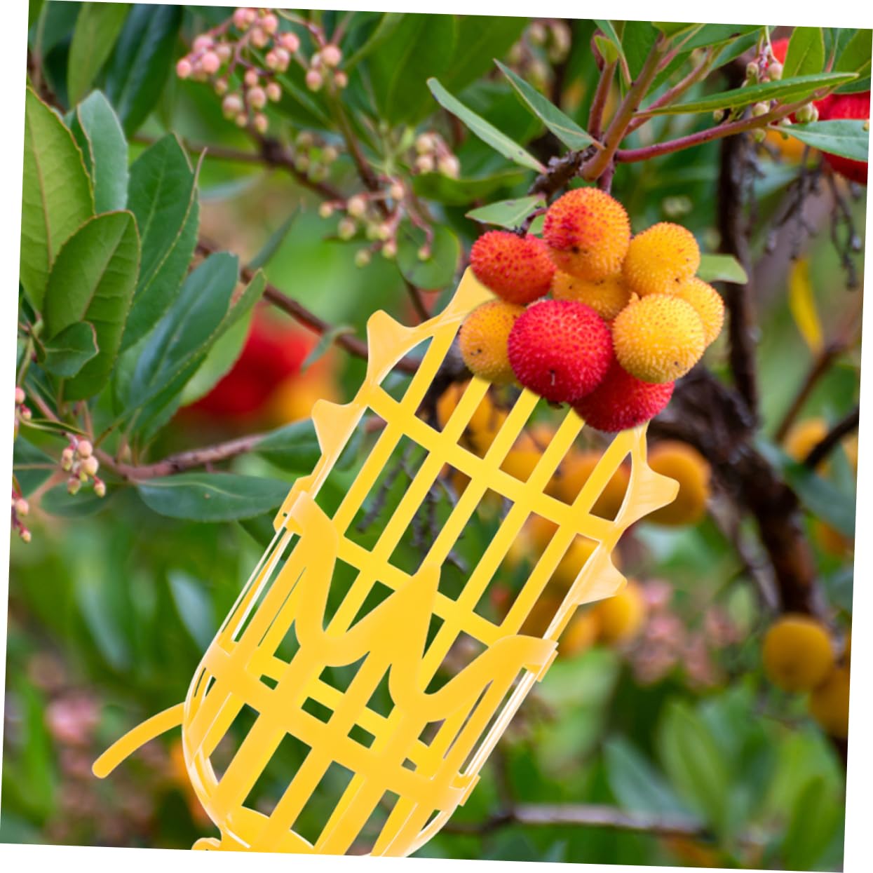 Cabilock Fruit Picker Tool with Basket & Extension Pole - Easy Assemble Lightweight Fruit Harvester for Apple, Orange, Peach Picking - Perfect for Home Garden, Orchard Harvesting & Tall Tree Fruit Collection