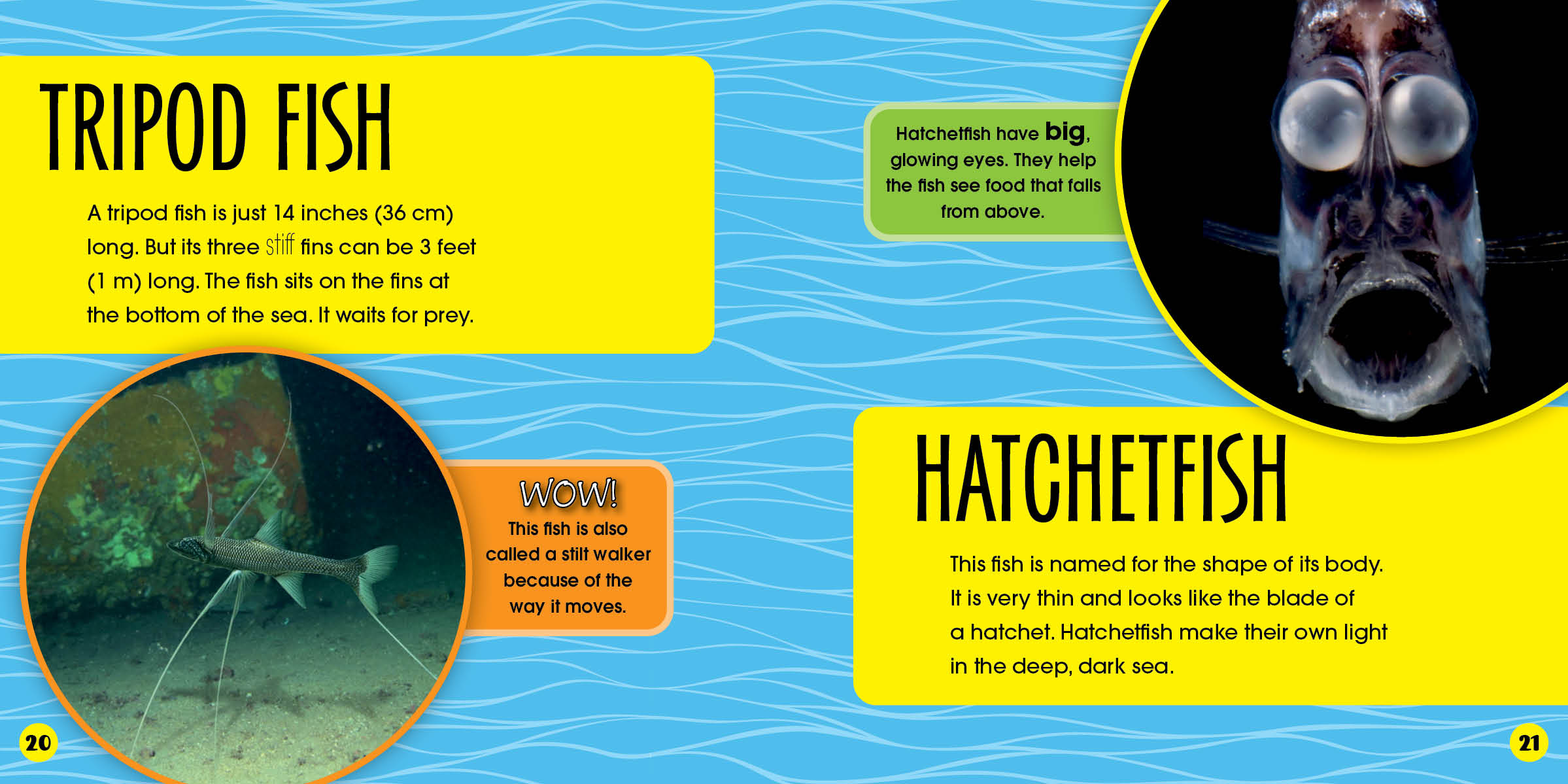 Deep Sea Creatures - Who Lives Here? Explore Ocean Life for Kids & Marine Enthusiasts | Perfect for Educational Play & Aquarium Visits
