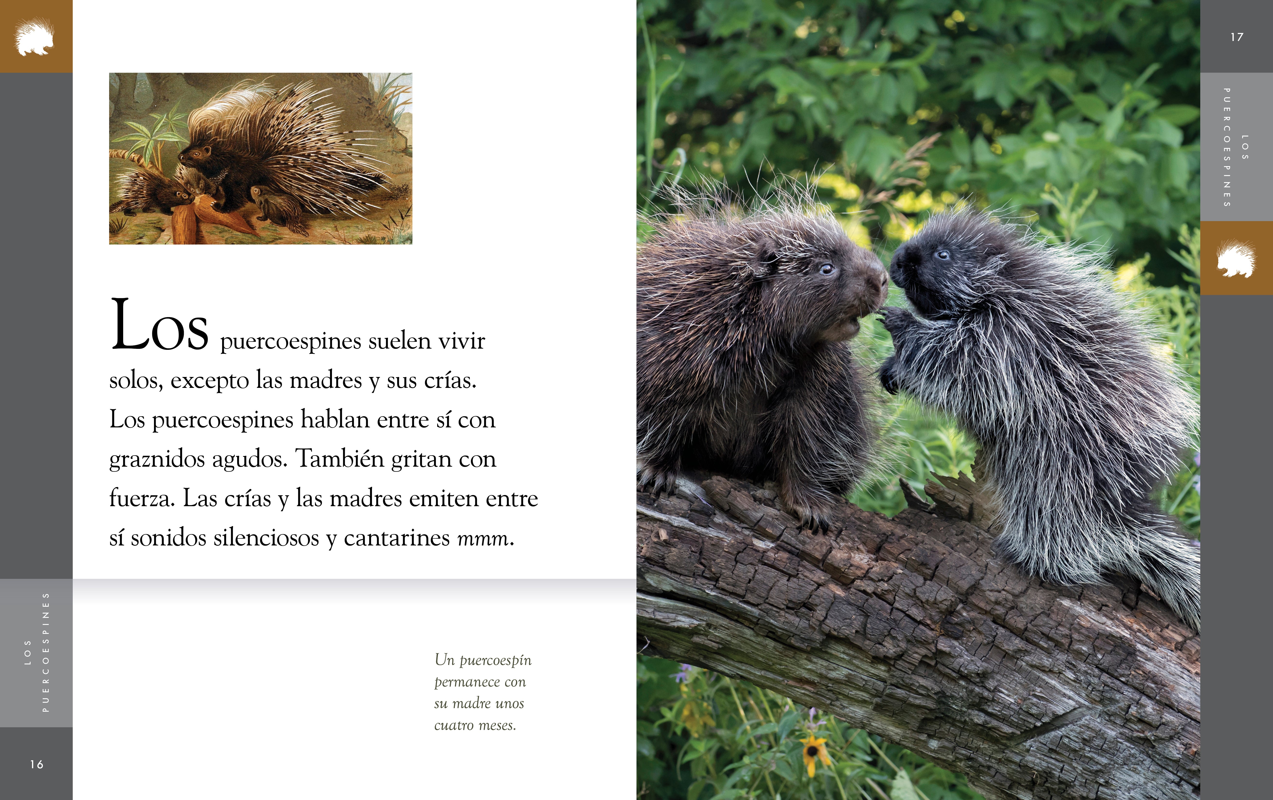 Porcupine Plush Toy - Soft & Cuddly Stuffed Animal for Kids, Perfect for Bedtime, Playtime & Gifts