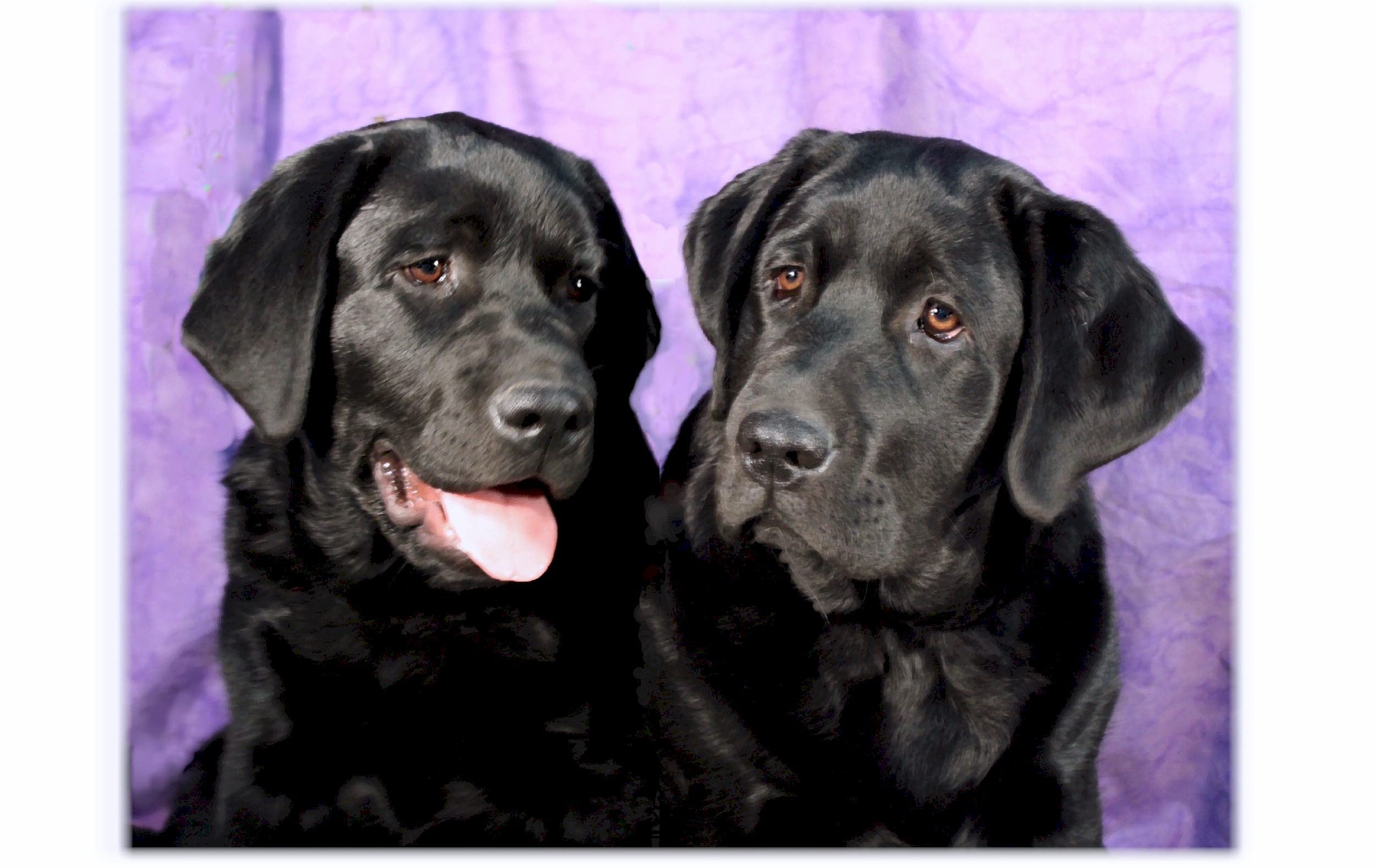 Premium Labrador Retriever BLACK Note Cards - Elegant Dog Breed Stationery for Thank You Notes, Greetings & Invitations - Perfect for Pet Lovers & Dog Owners