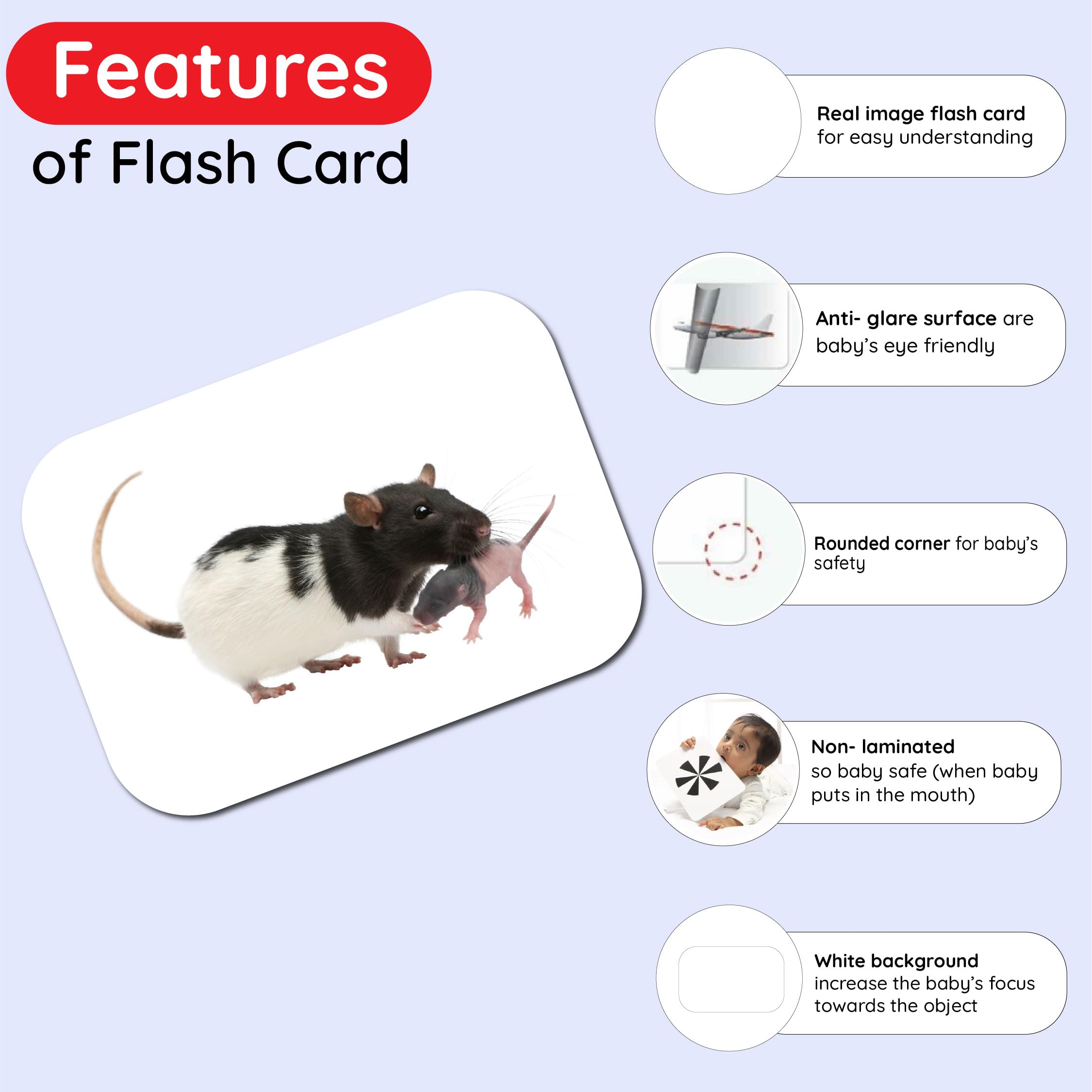 Hungry Brain Toddler Flash Cards - 24 Double-Sided A5 Animal & Baby Animal Learning Cards for Preschool Education (3 Months to 6 Years) | Perfect for Early Childhood Development, Homeschooling & Montessori Activities