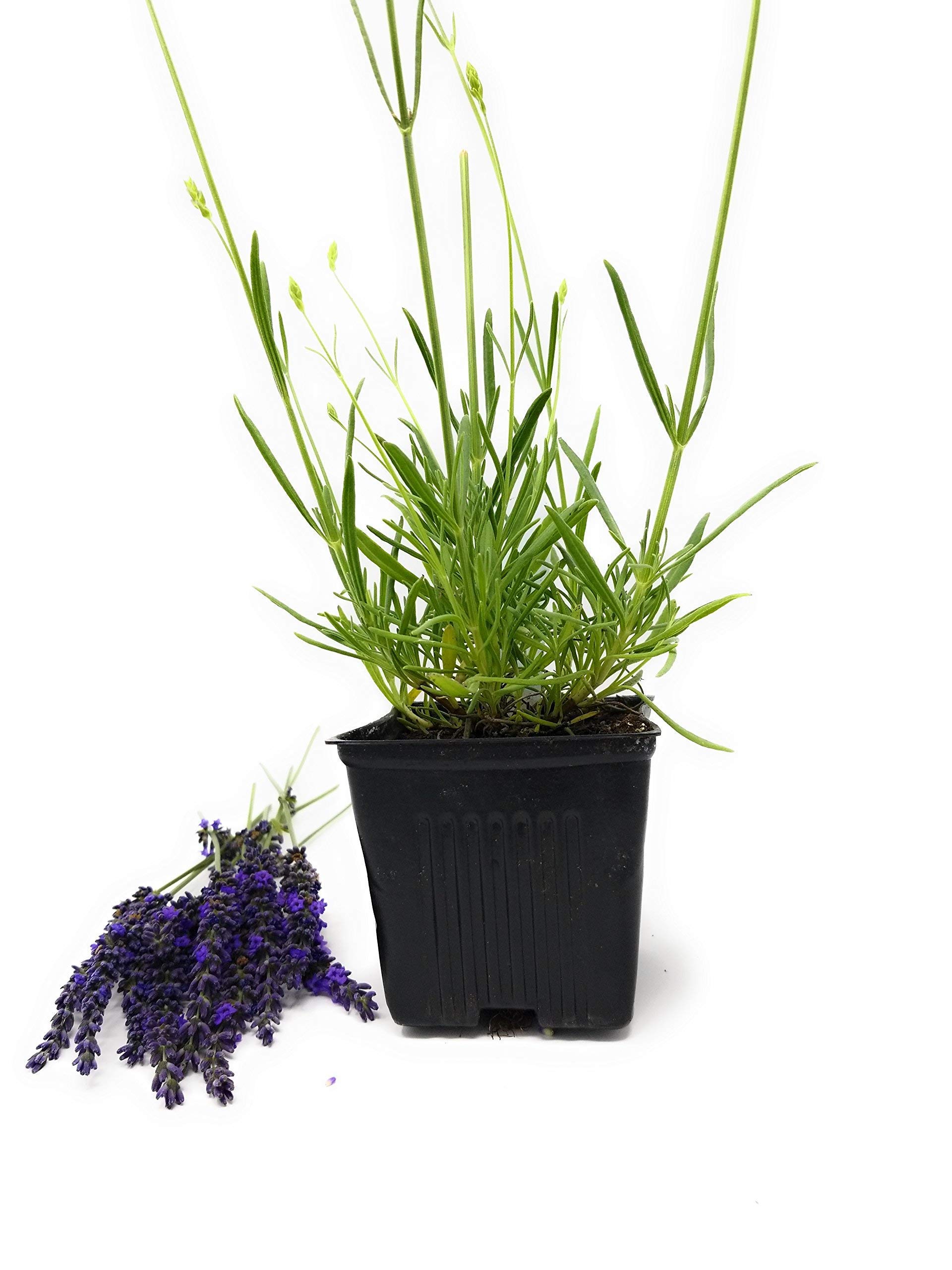 Lavender Hidcote Blue Dark Purple Flowers - 4 Inch Pot with 2 Plants - Perfect for Home Garden, Landscaping & Aromatherapy