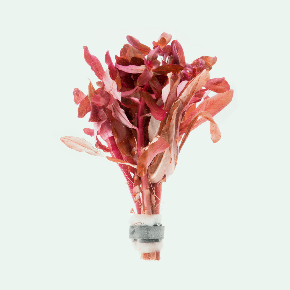 Ammania Gracilis Aquatic Plant for Freshwater Aquariums | Live Aquarium Plants for Fish Tanks | Perfect for Aquascaping and Natural Habitat Setup