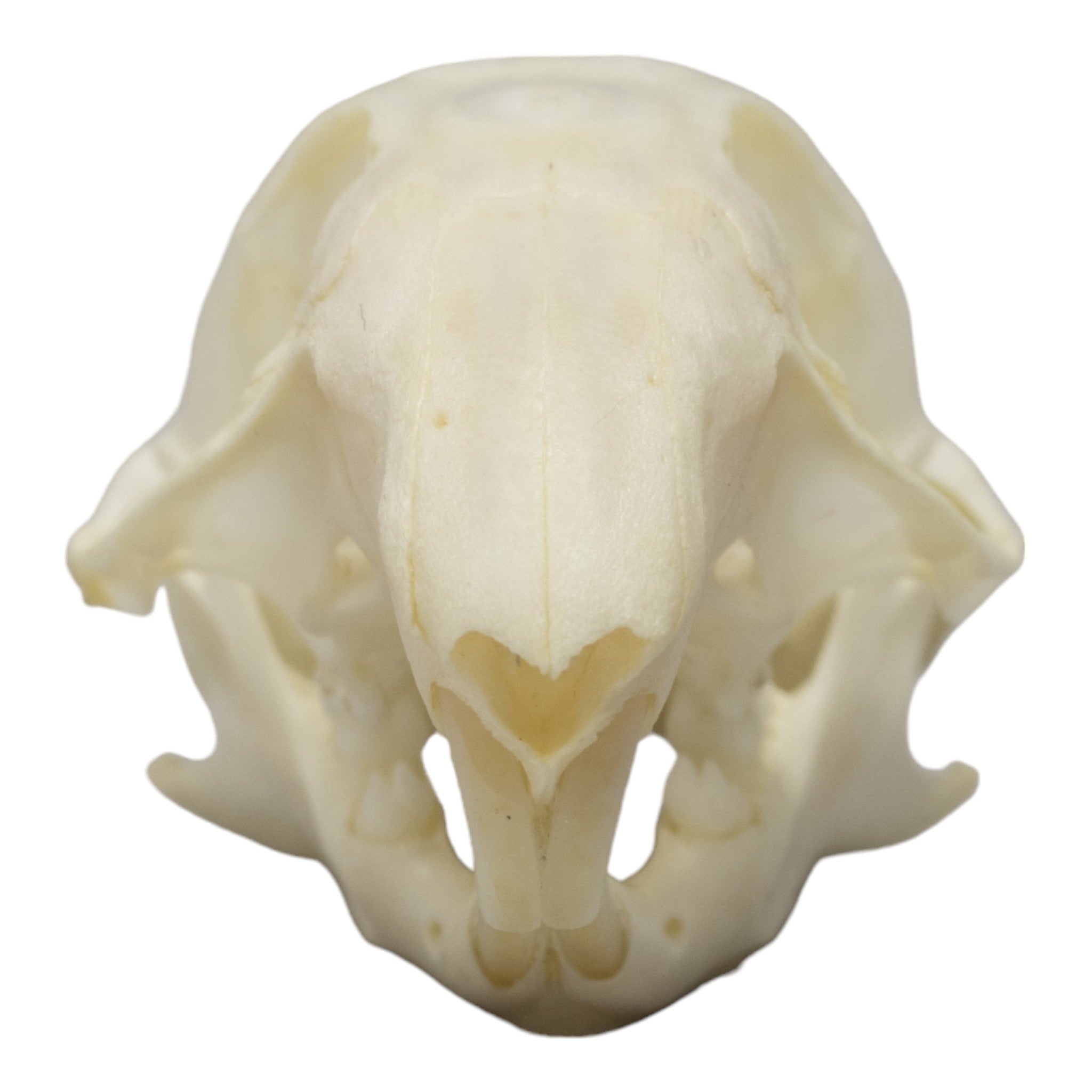 Authentic Thirteen-Lined Ground Squirrel Skull Specimen - Perfect for Biology Study, Taxidermy Collection & Gothic Decor