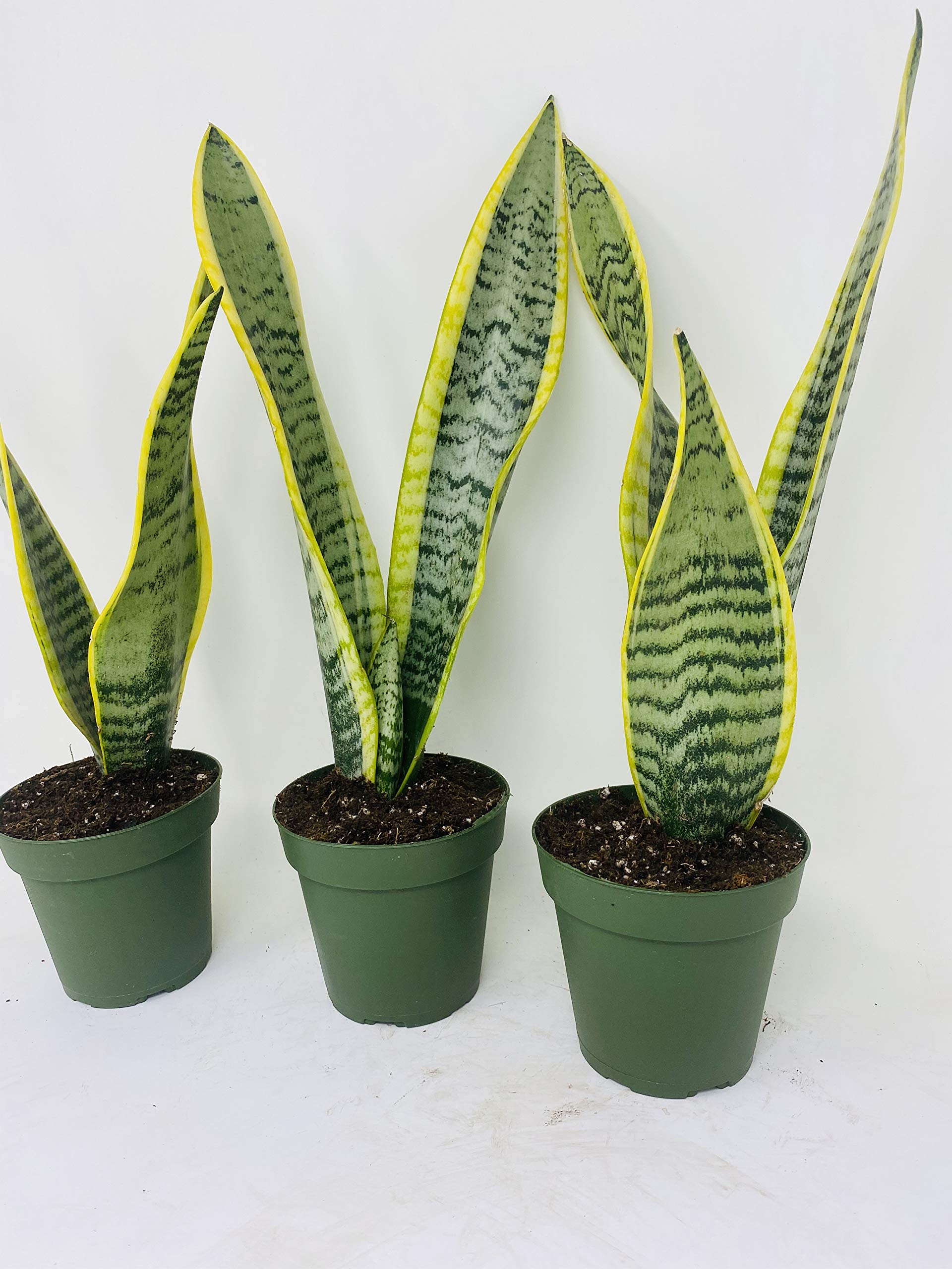 Laurentii Snake Plant - Sansevieria Trifasciata - 3 Pack Live Plants in 4