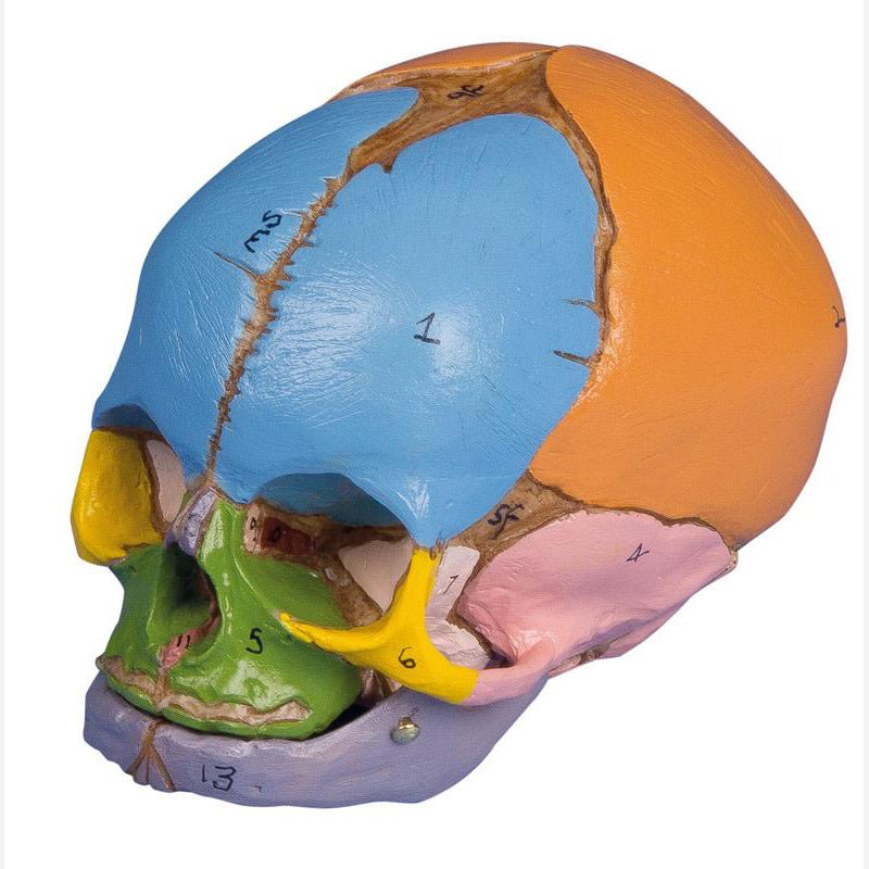 Didactic Fetal Skull Model - 38th Week Gestation for Medical Education & Training | Perfect for Anatomy Classes, Midwifery Practice & Obstetric Studies