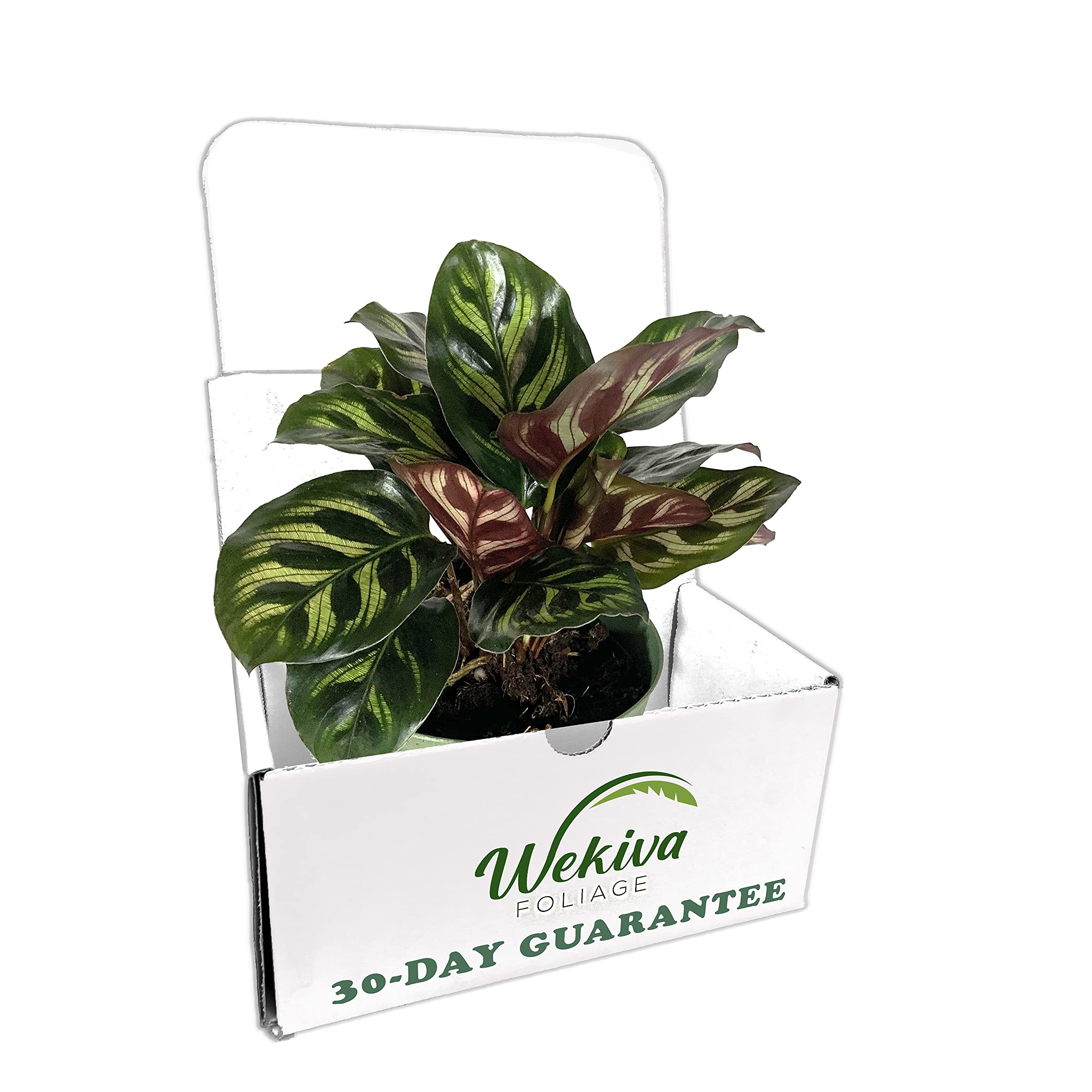 Calathea Makoyana (Peacock Plant) - 10 Live Indoor Plants in 4 Inch Pots - Easy to Grow Air Purifying Houseplant for Home, Office & Bedroom Decor