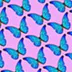 Blue Butterfly
