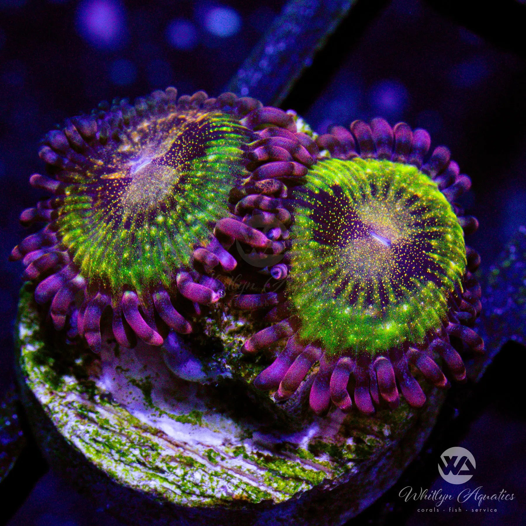 Pandora Zoanthid Coral (Aquacultured) - Vibrant Saltwater Reef Aquarium Coral for Marine Tanks & Nano Reefs