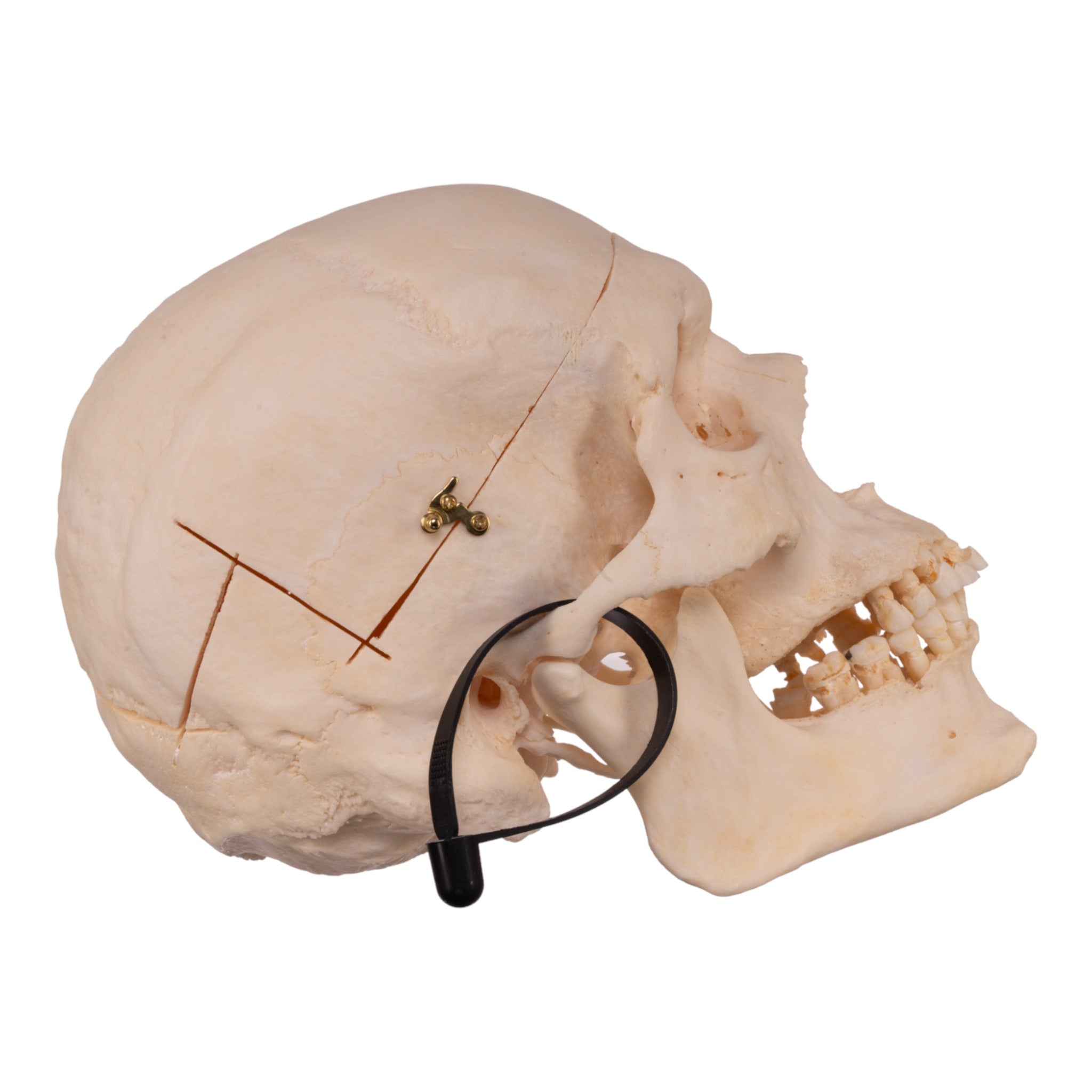 Premium Anatomical Human Skull Model - Accurate Medical & Educational Tool for Students, Doctors & Researchers | Perfect for Anatomy Study, Classroom Teaching & Medical Training
