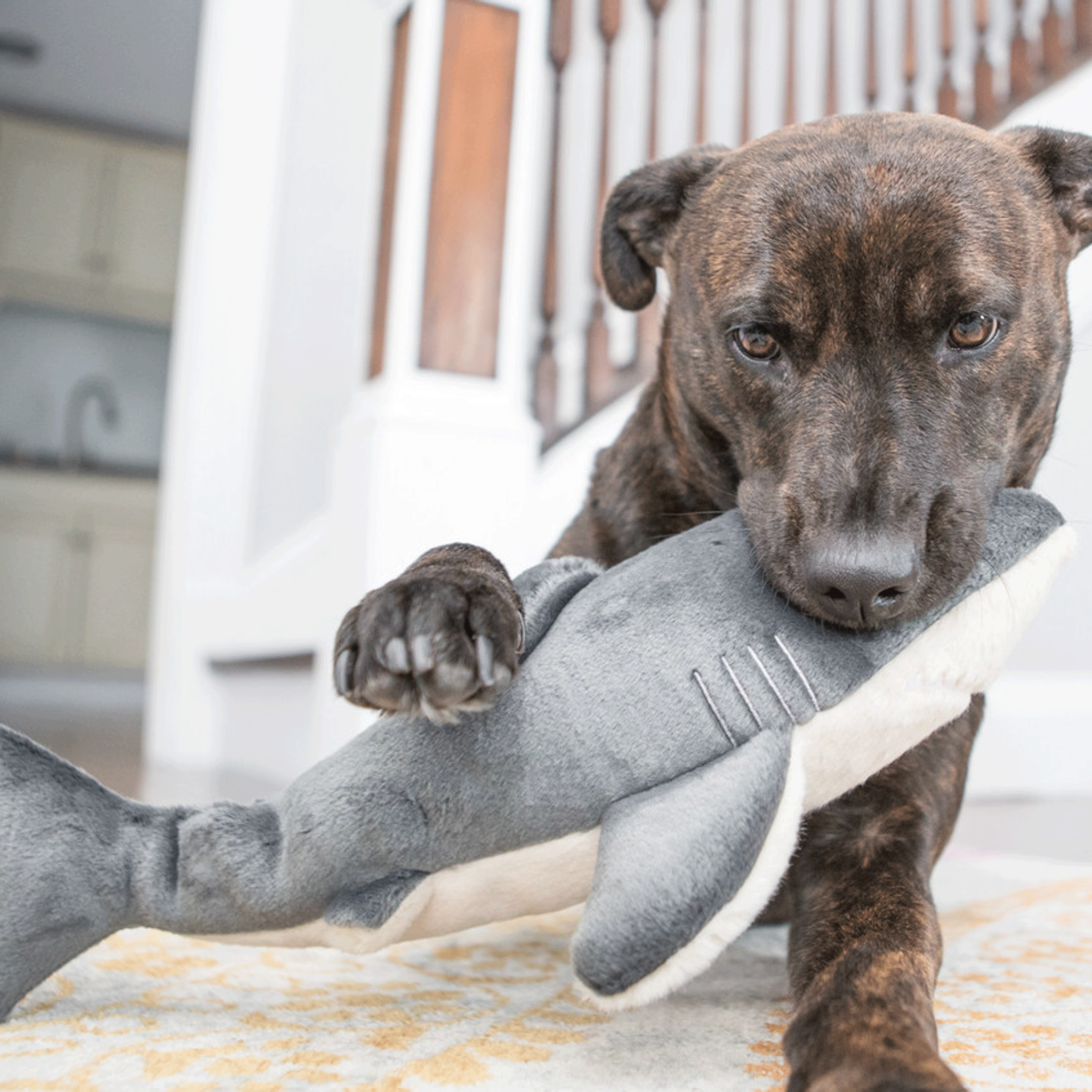 Fluff & Tuff Mac Shark Grey Dog Toy - Durable Chew Toy for Aggressive Chewers - Perfect for Indoor & Outdoor Playtime