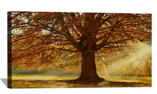 Autumn Rays Of Light Trees