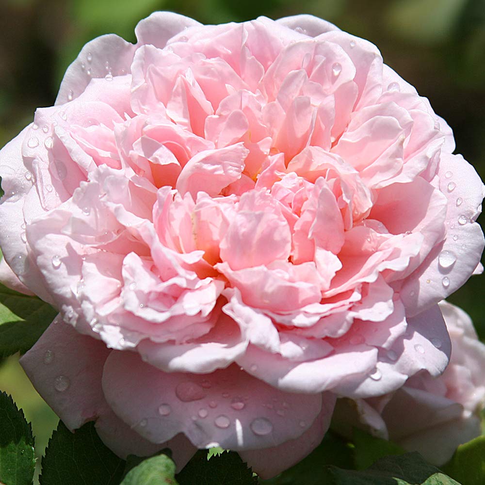 Fragrant Masterpiece™ Pink Heirloom Rose Bush - Live Outdoor Rose Plant for Garden, Landscaping & Home Decor | Perfect for Flower Beds, Borders & Romantic Gardens