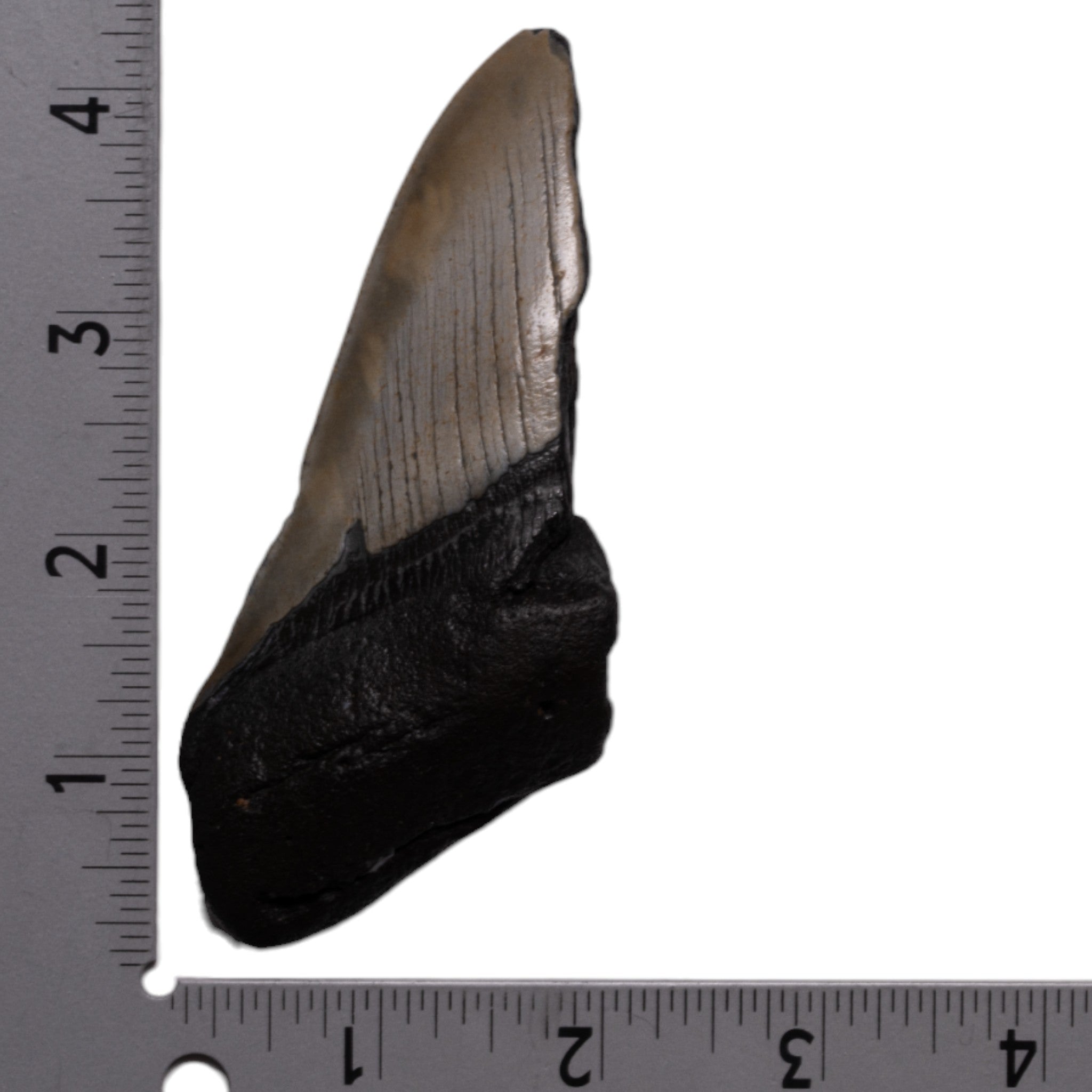 Authentic Megalodon Shark Tooth Fossil - Half Size - Perfect for Collectors, Jewelry Making & Educational Displays