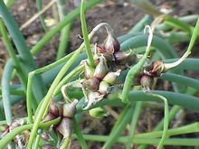 Organic Heirloom Egyptian Walking Onions - Moritz Variety, Non-GMO, 10 Bulblets for Home Gardening, Sustainable Farming & Unique Culinary Recipes