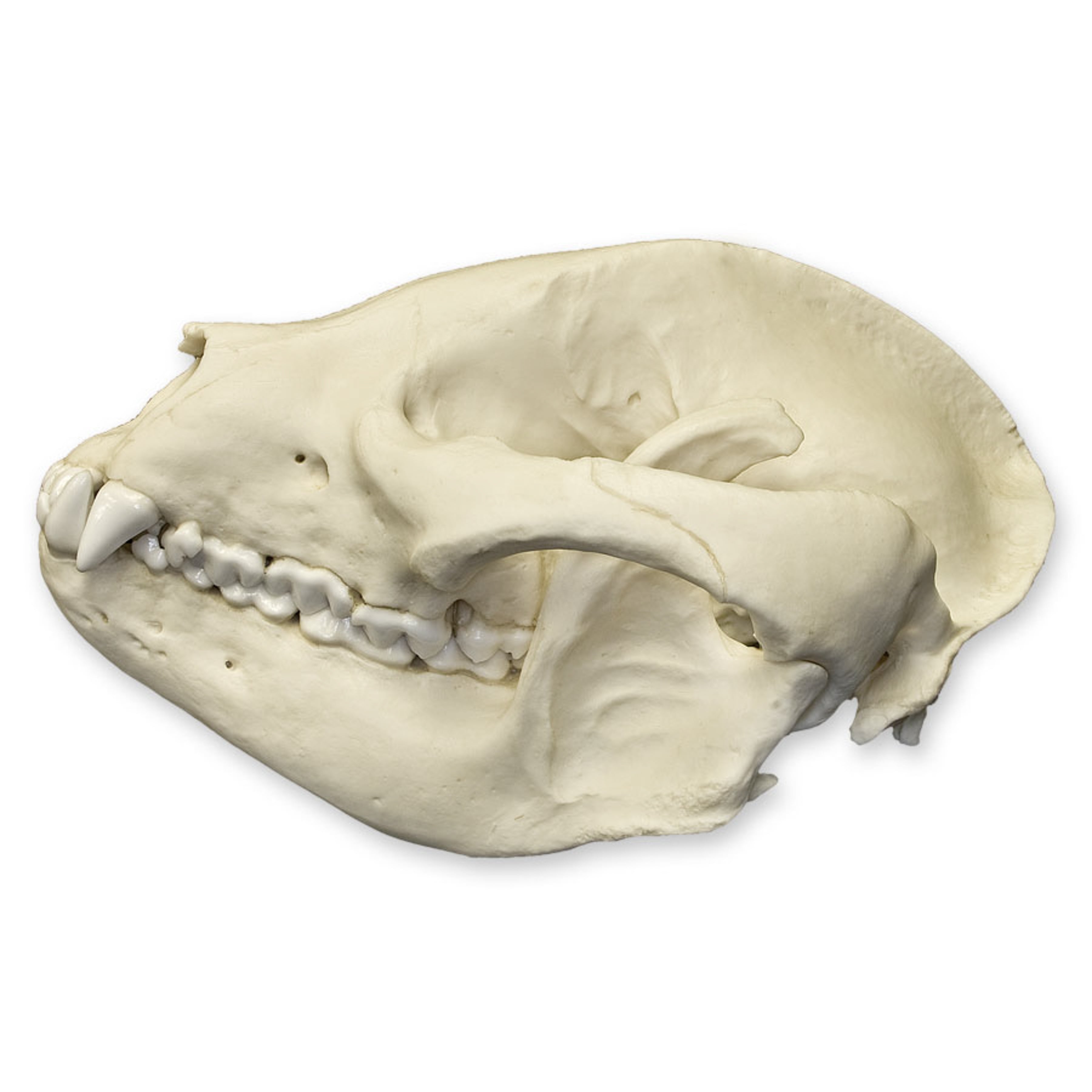 Replica Giant Panda Skull - Adolescent Size - Lifelike Animal Skull Model for Science Education, Home Decor, and Halloween Props